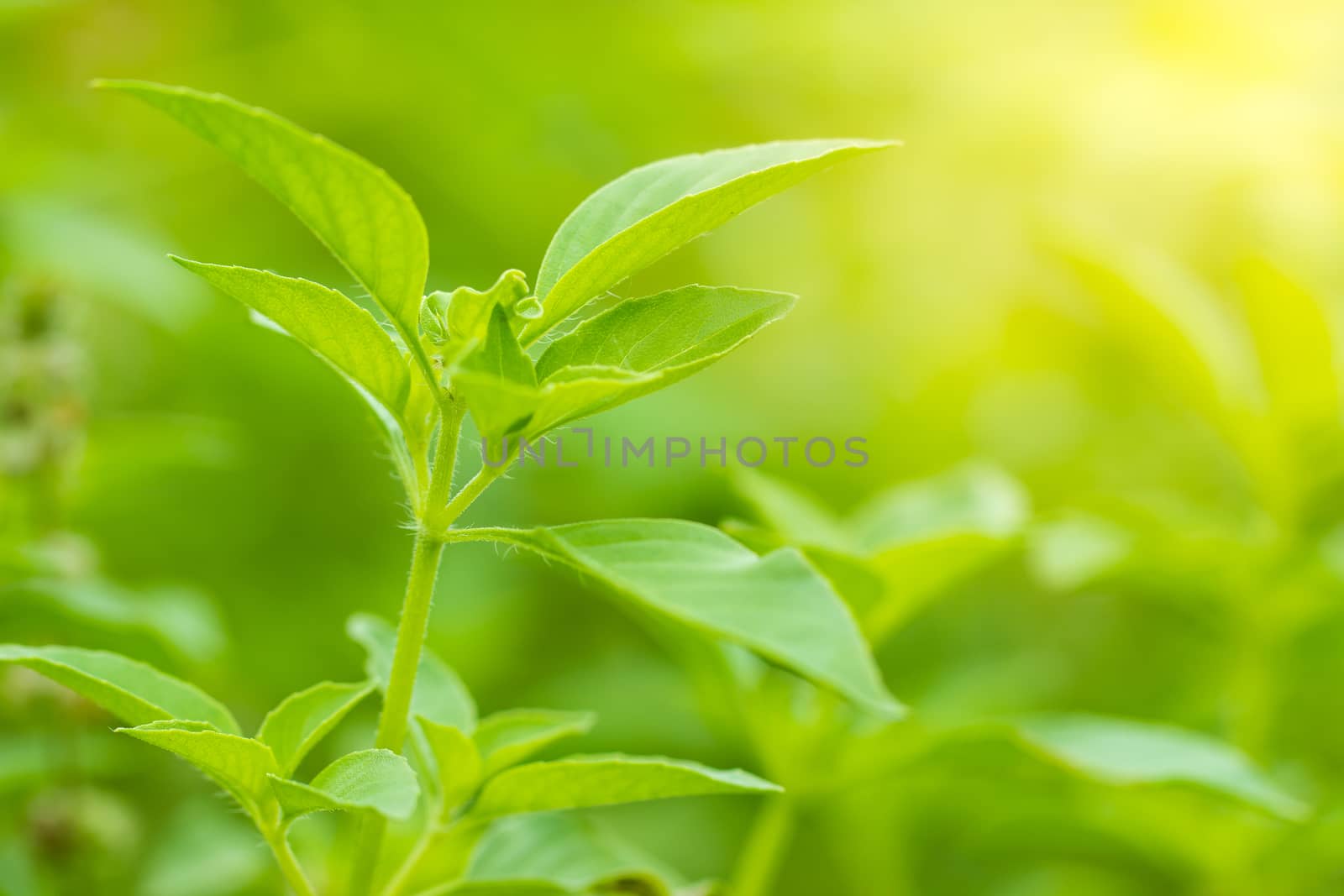 Hairy basil or Ocimum basilicum tree in morning sunlight. It is herbs and ingredients for cooking in Thai food. Smooth green nature background. Copy space for text.