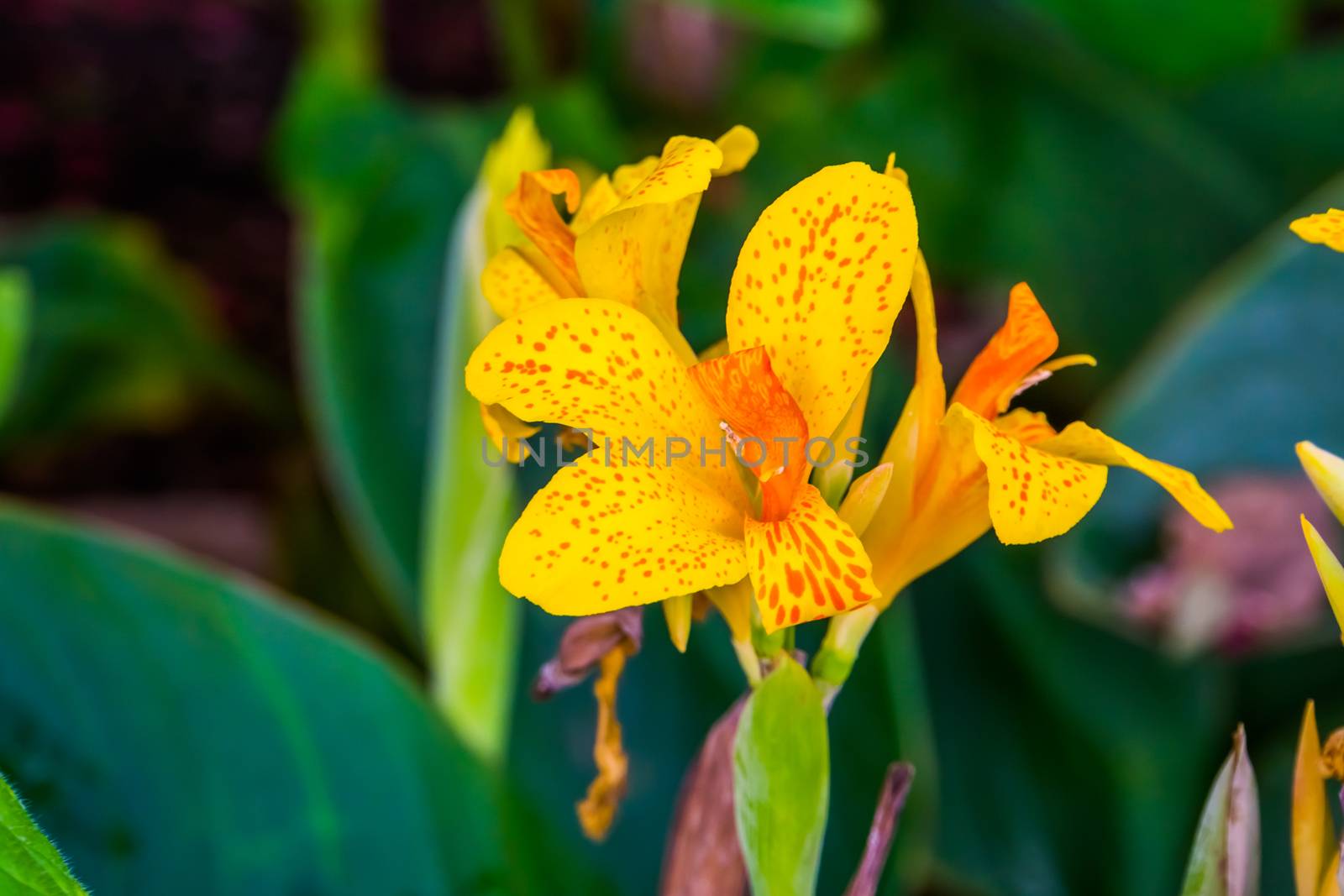 beautiful colorful flowers of a african arrowroot plant in closeup, tropical ornamental plant specie from Asia, America and Africa by charlottebleijenberg