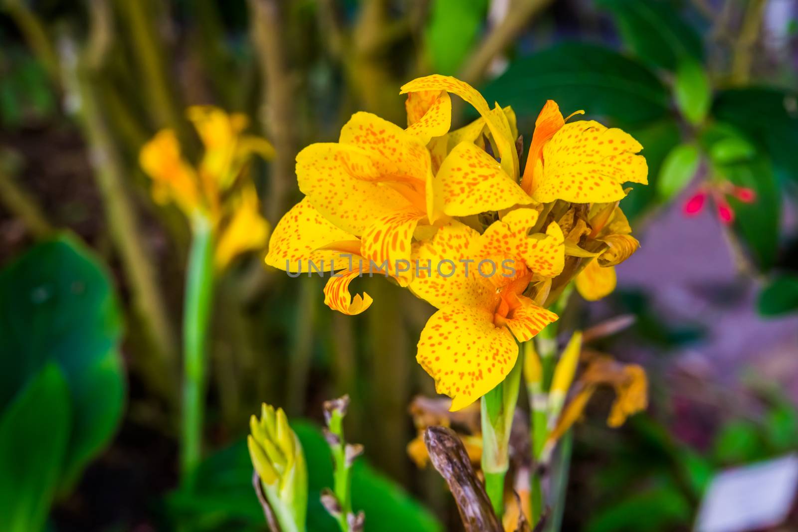 beautiful yellow flowers of a indian shot plant, tropical plant specie from Asia, America and Africa by charlottebleijenberg
