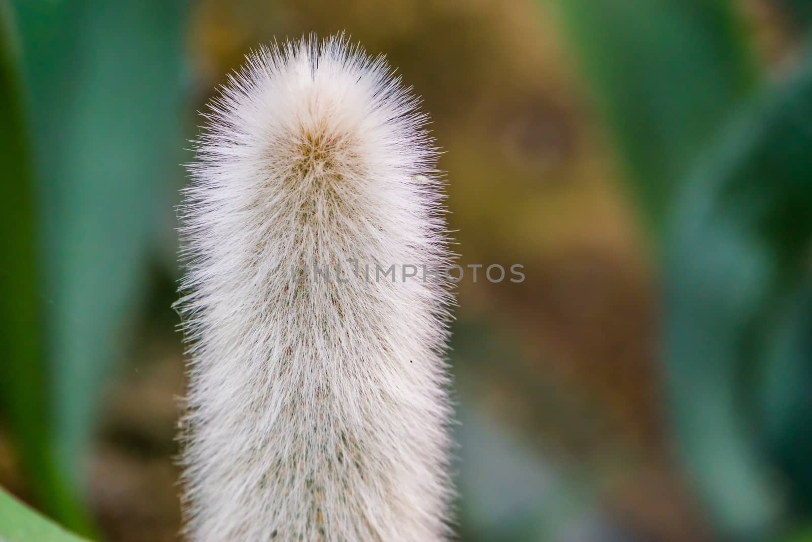 stem head of a old man cactus in closeup, white bearded cactus, Endangered plant specie from mexico by charlottebleijenberg