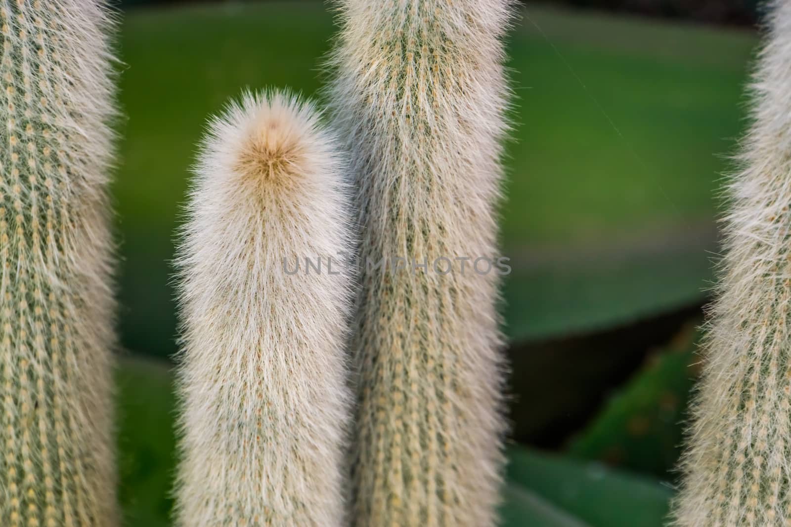 closeup of the stems of a old man cactus, white bearded cactus, Endangered plant specie from mexico by charlottebleijenberg