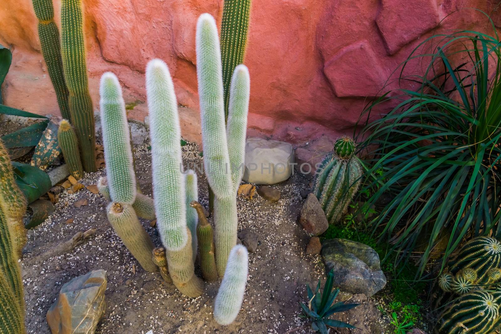 old man cactus in a tropical garden, grey bearded cactus, Endangered plant specie from mexico