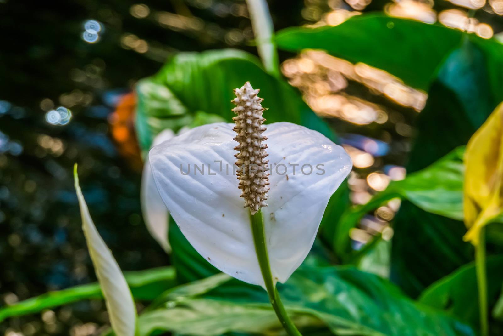 white peace lily in closeup, popular spathe flower, tropical plant specie from America by charlottebleijenberg