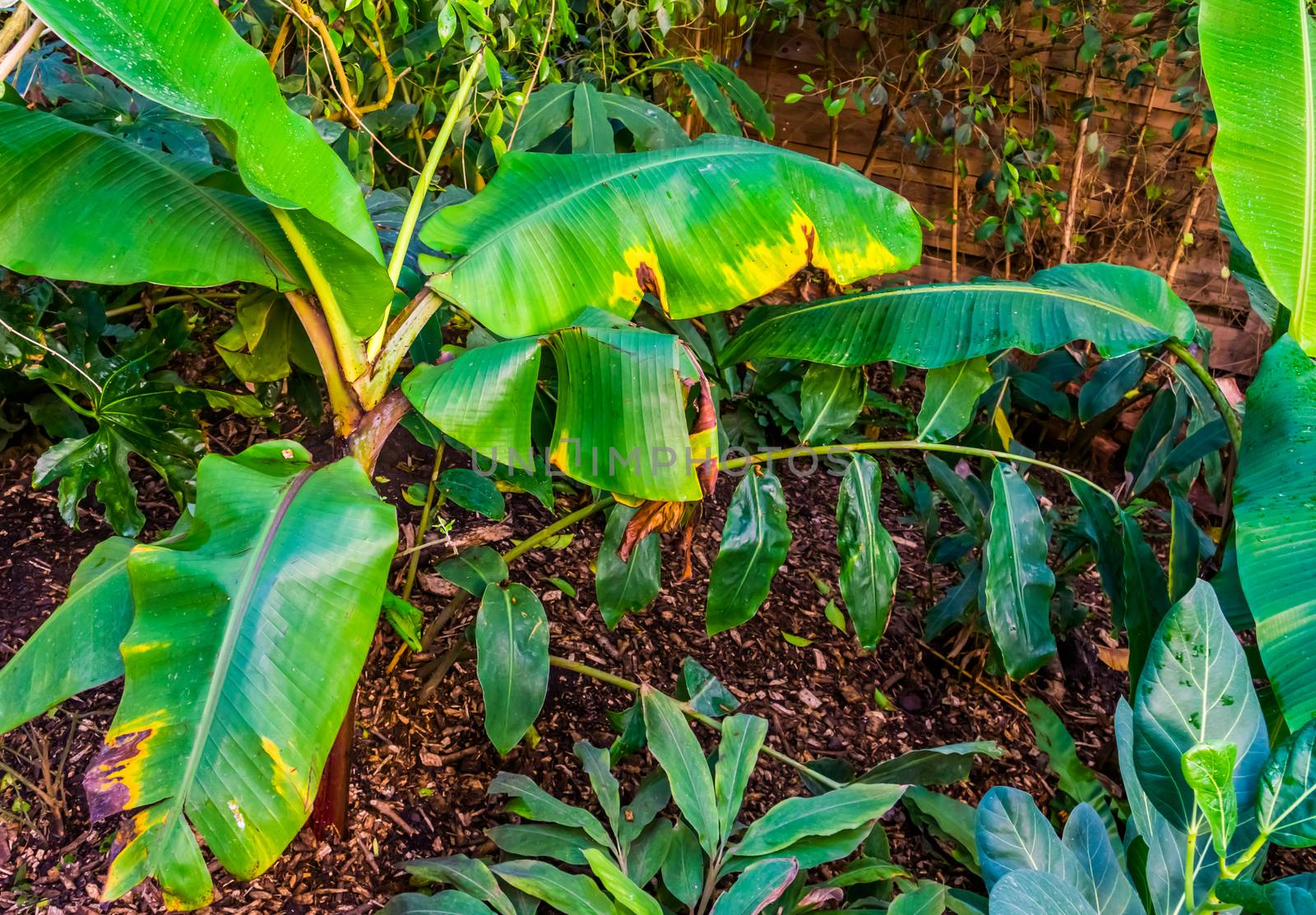 musa griersonii, Wild banana specie, popular ornamental tropical plants for the garden