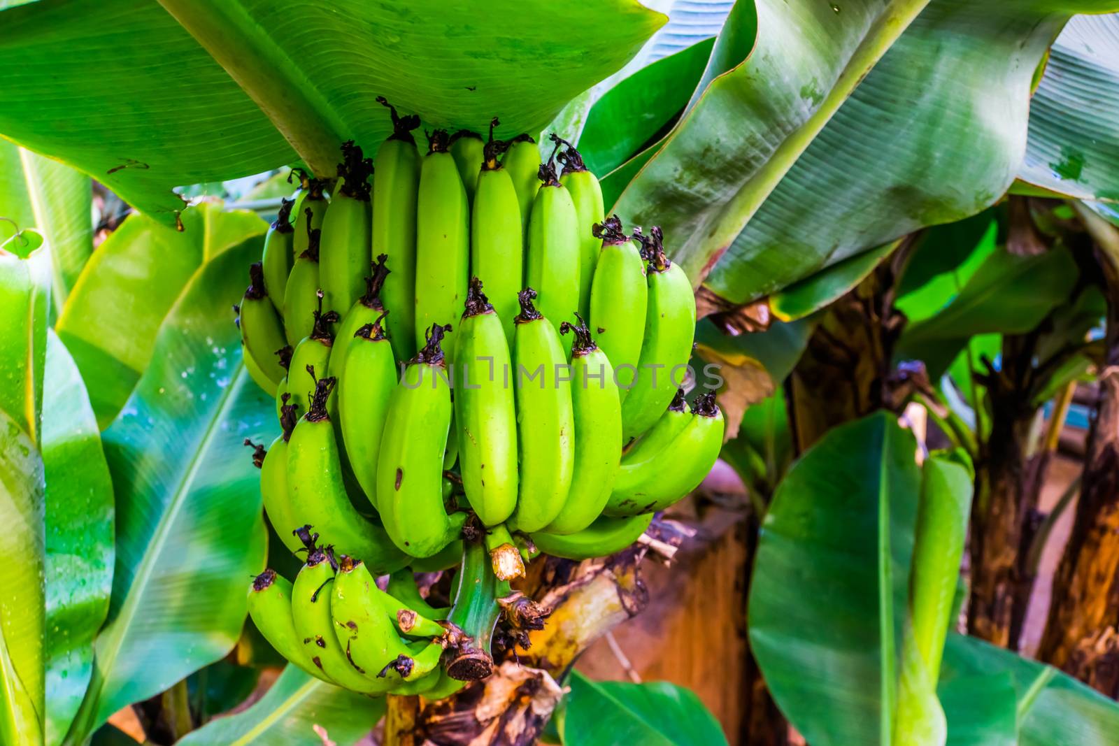 large banana bunch on a tree, fruit bearing plants, edible banana plant specie from Asia