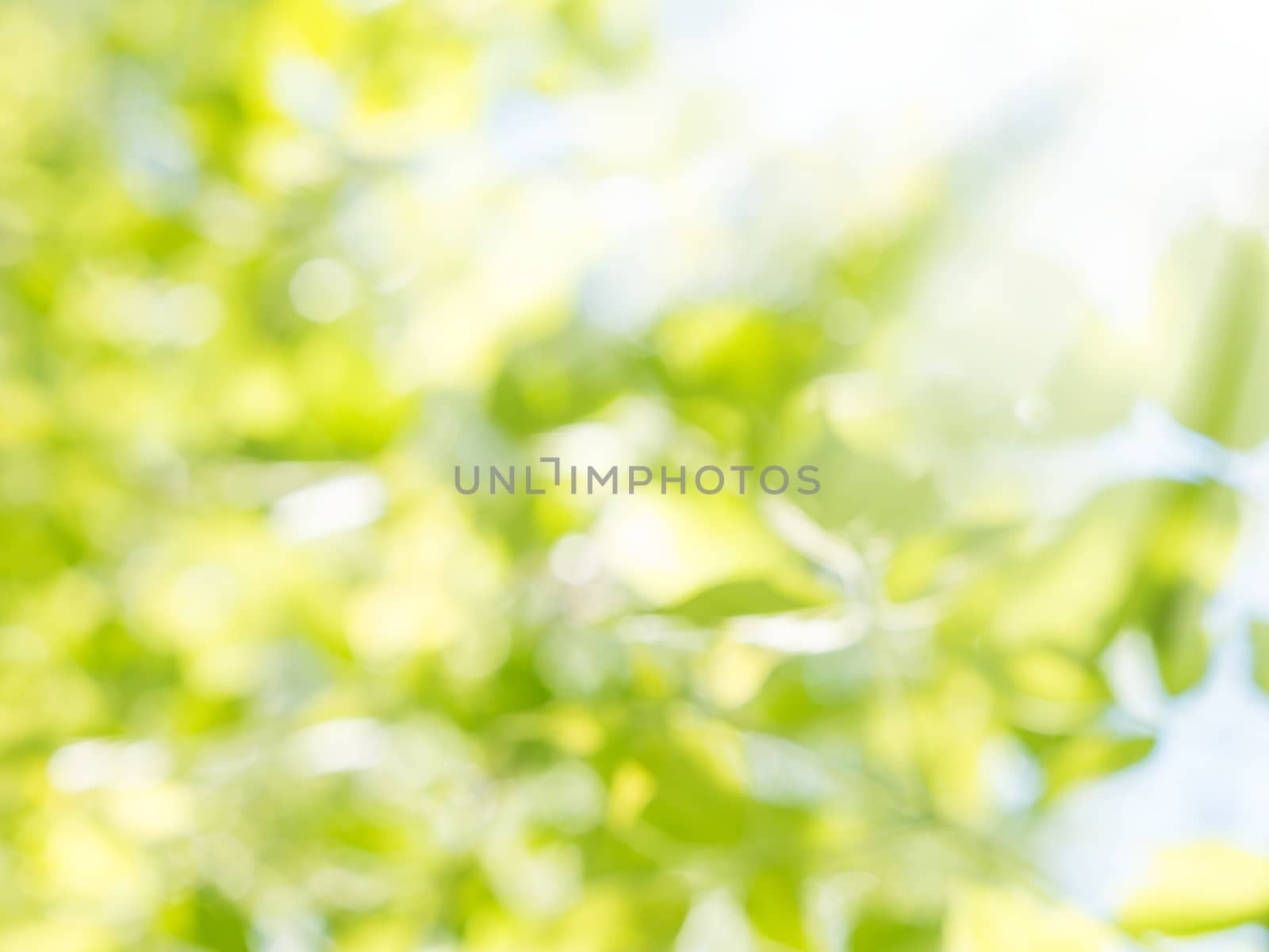 natural green leaves blurred background with bokeh