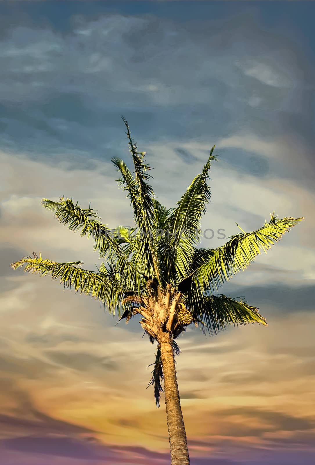 A palm tree against a Sunset sky