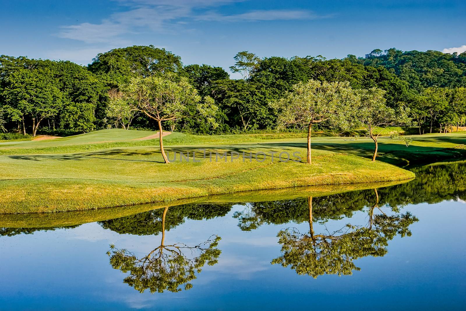 Trees on Lakeshore of Golf Course by dbvirago