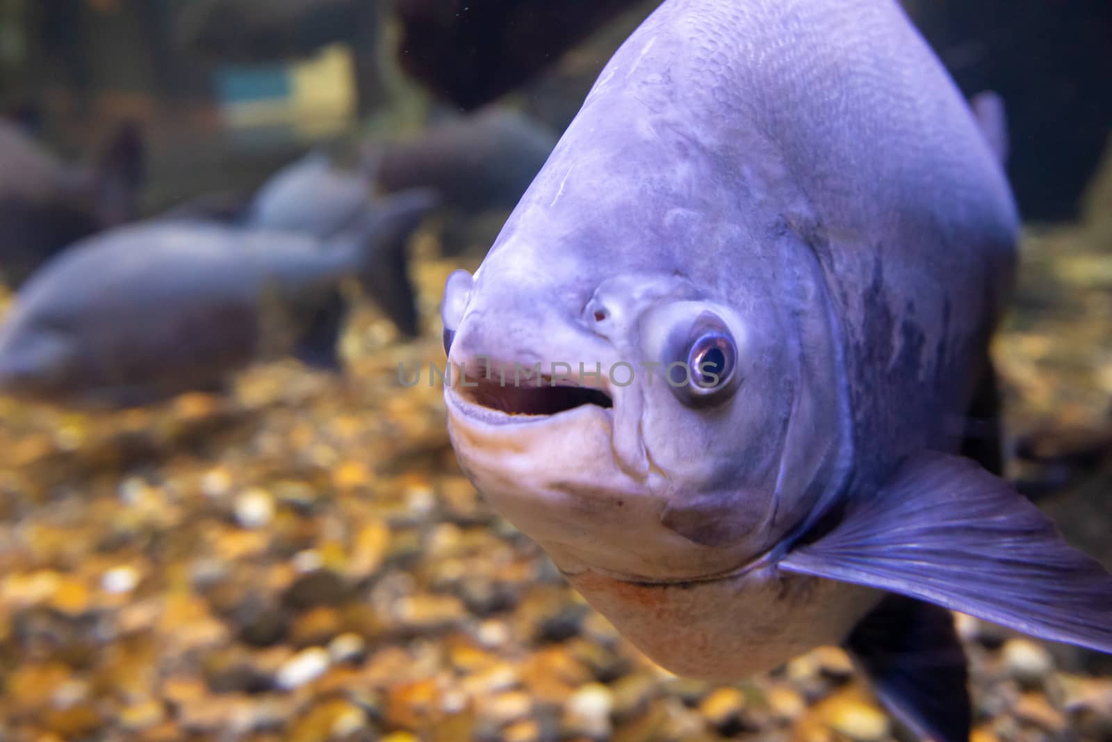 Fresh water Pacu looking at the camer with what seems to be a smile on it's face