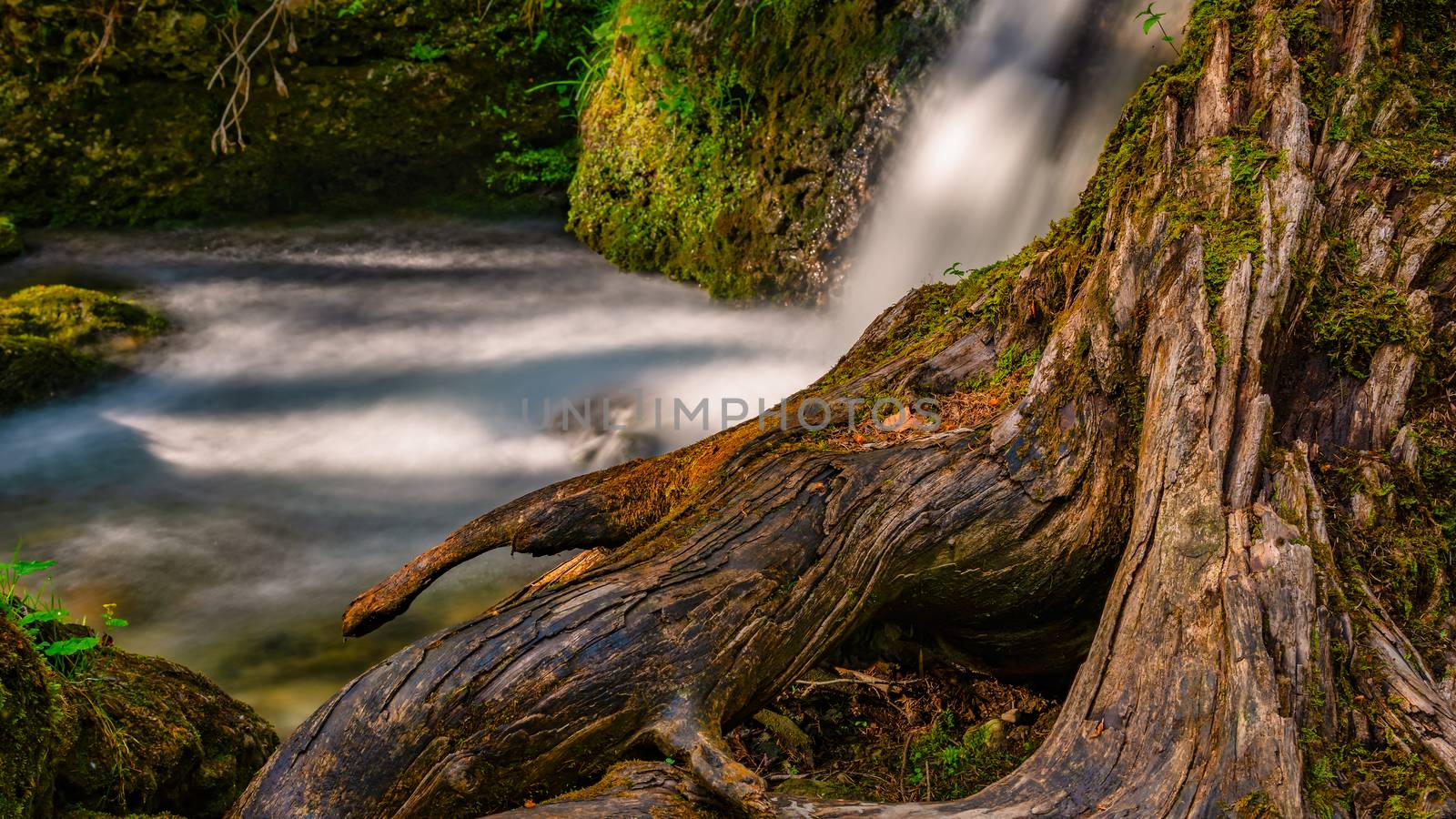 Old rootstock at the waterfall by mindscapephotos