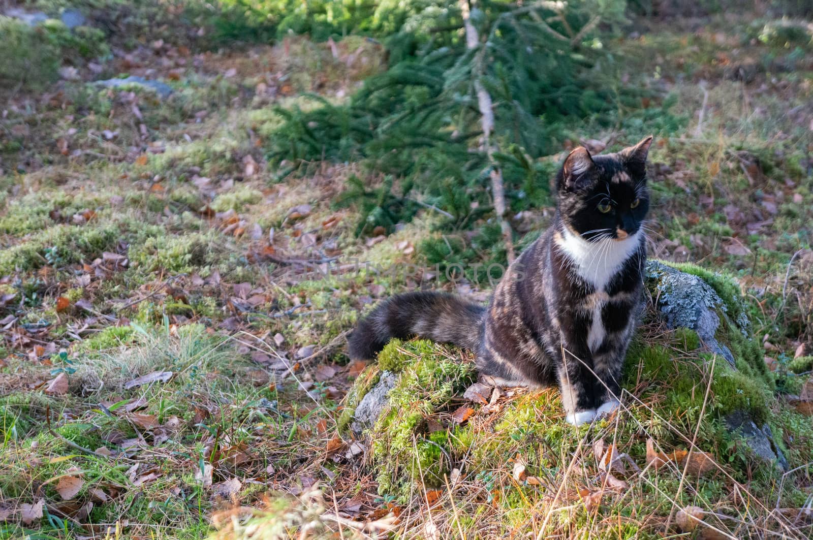 Tabby cat sitting on rock in forest in autumn looking off to the by sara_lissaker