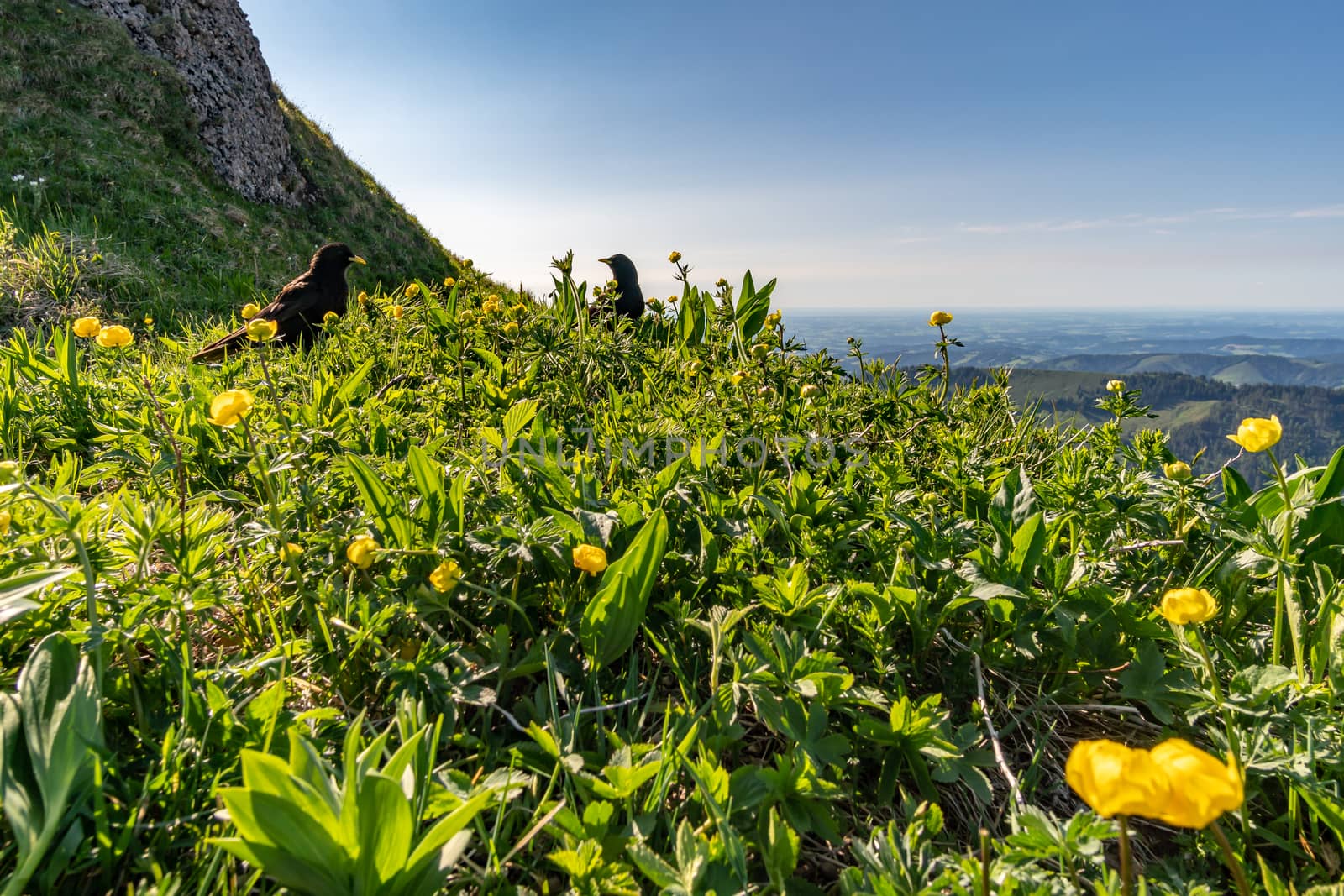 Wonderful hiking tour to the summit of the Buralpkopf, near Hochgrat, at the Nagelfluhkette in the beautiful Allgaeu.