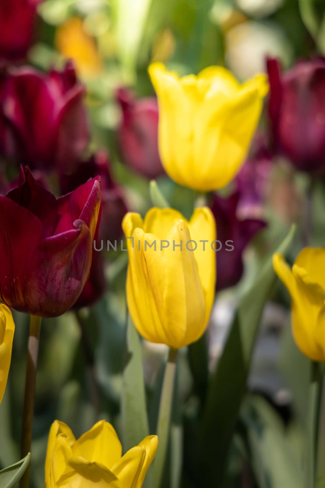 Beautiful bouquet of tulips. colorful tulips. nature background by teerawit