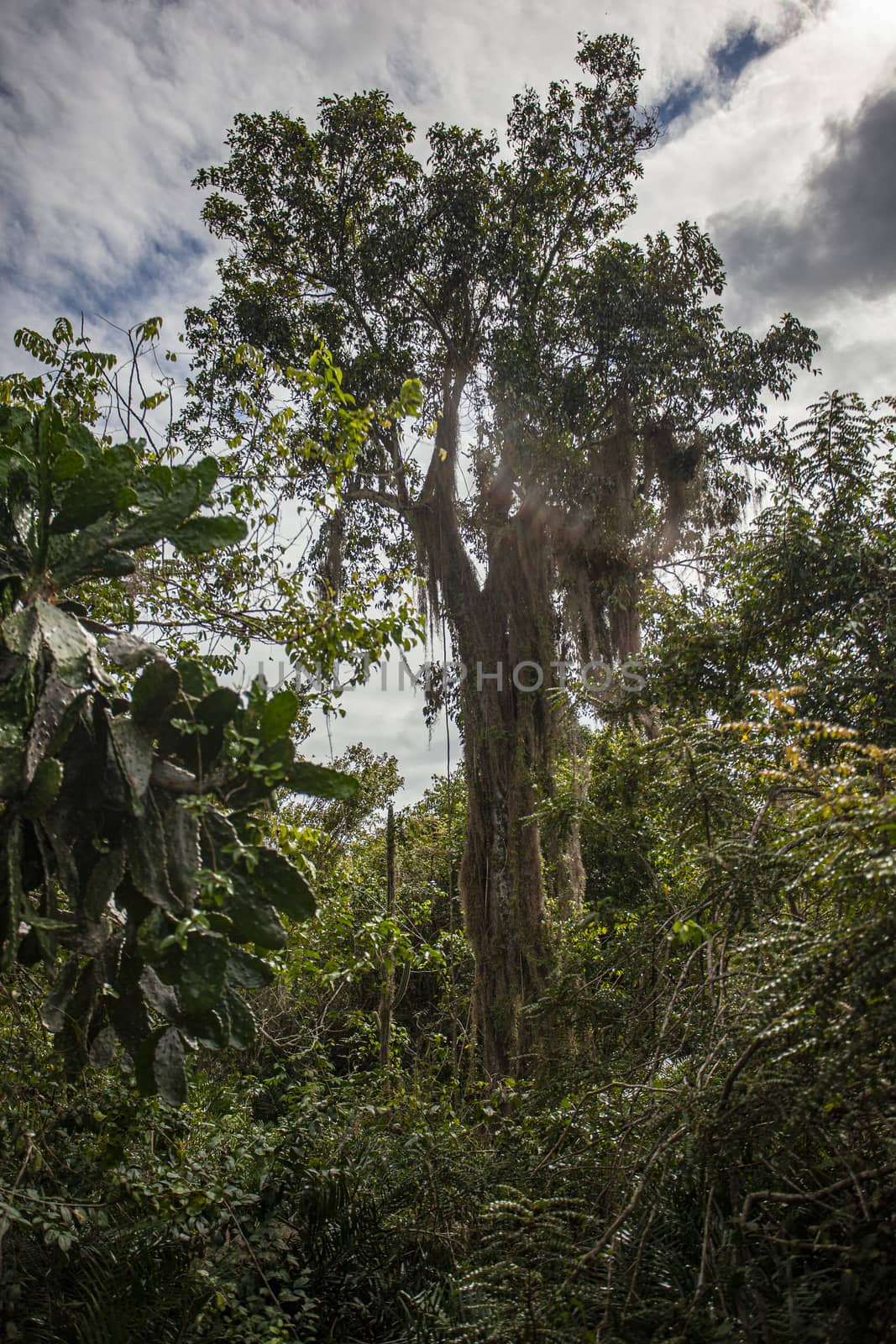 Cotubanama National Park in Dominican Republic, Padre Nuestro Section with typical vegetation inside and quarries such as the Cueva de Padre Nuestro and Cueva del Chico