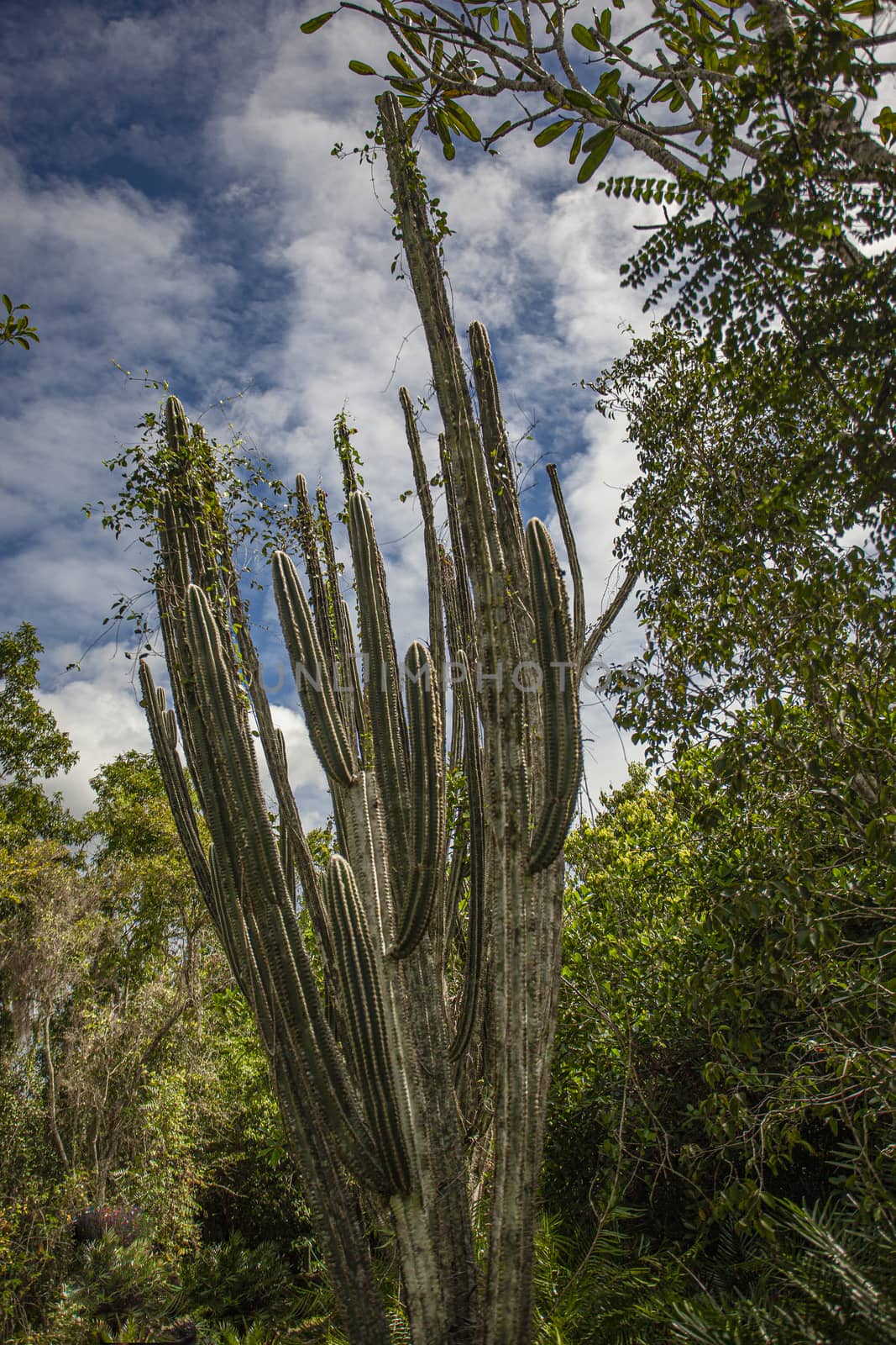 Cotubanama National Park in Dominican Republic, Padre Nuestro Section with typical vegetation inside and quarries such as the Cueva de Padre Nuestro and Cueva del Chico