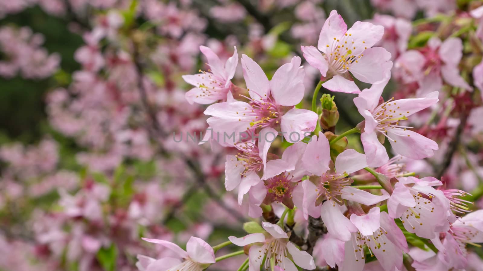 The close up of beautiful pink sakura flower branch (cherry blossom).