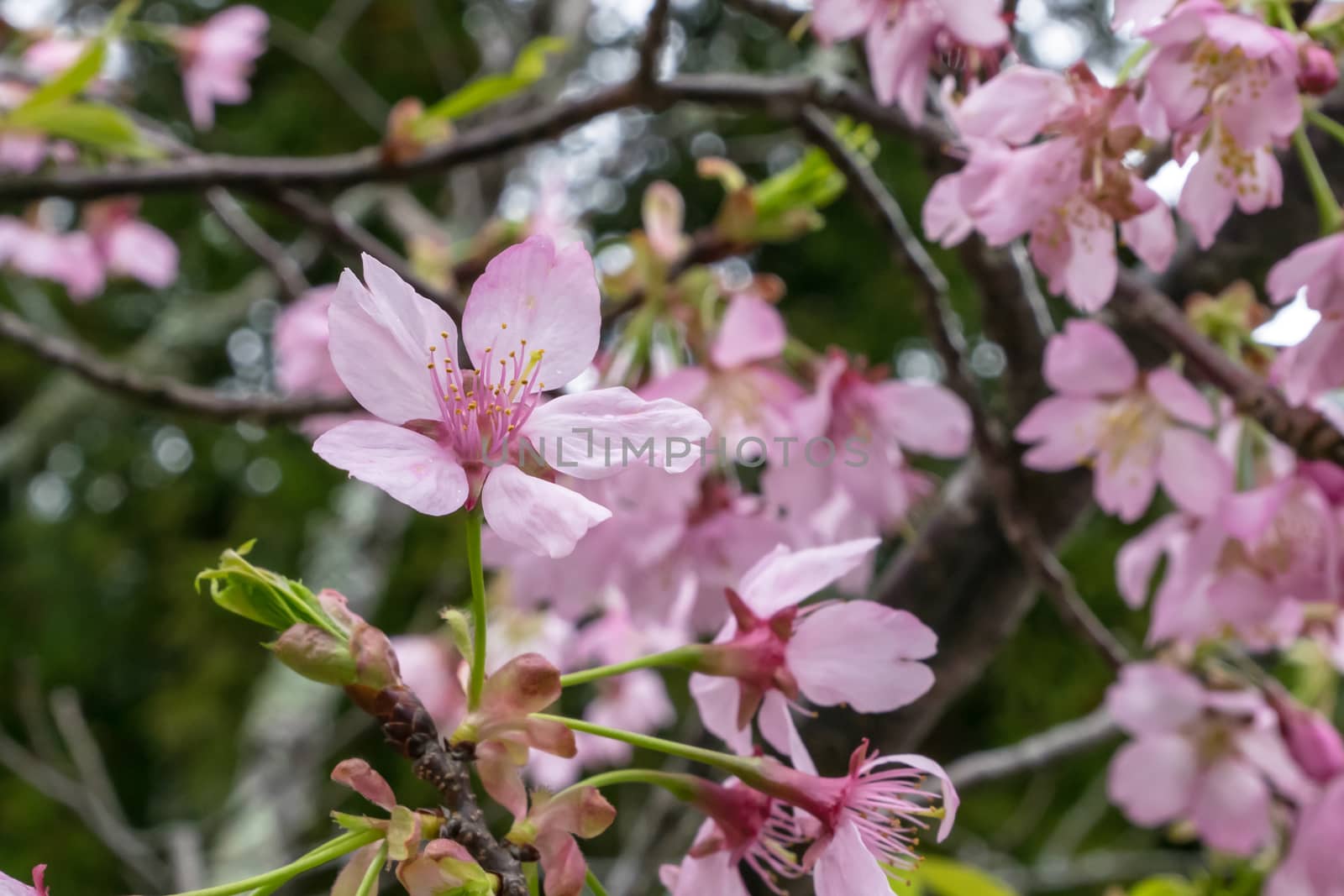 The close up of beautiful pink sakura flower branch (cherry blossom).