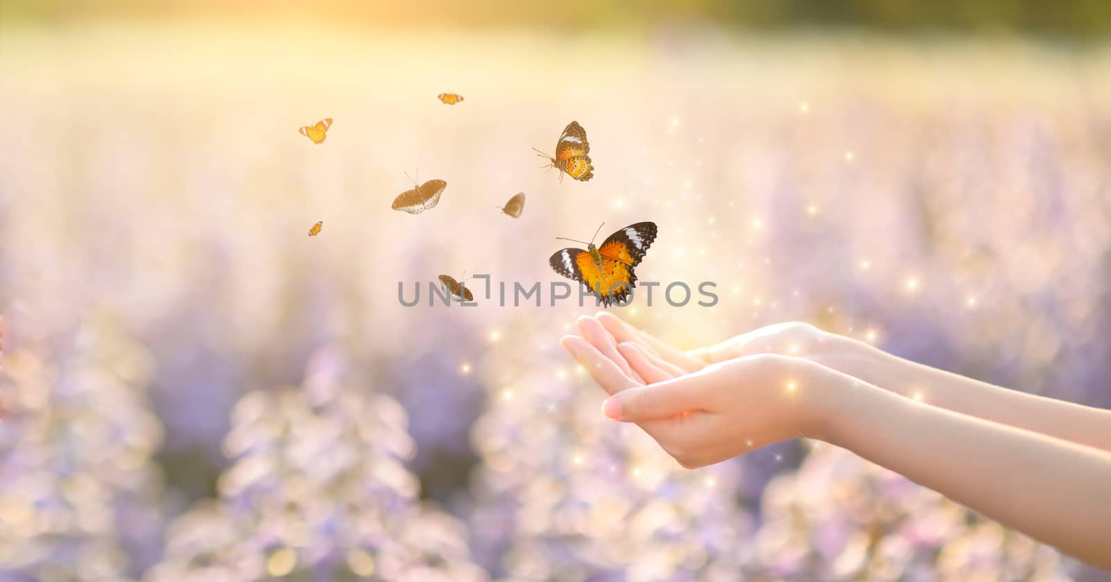 The girl frees the butterfly from the jar, golden blue moment Concept of freedom