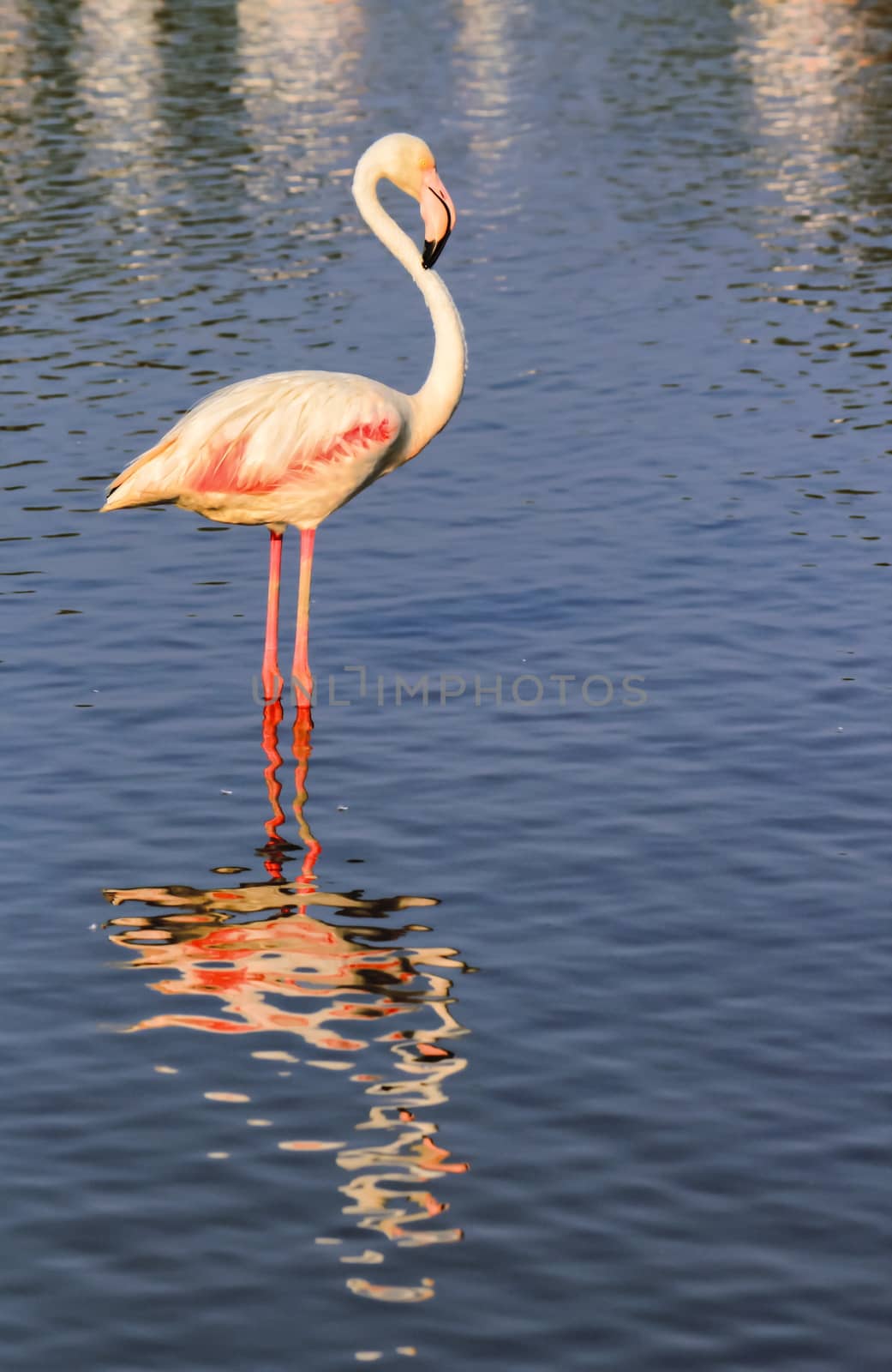 Peaceful flamingo standing in the water in Camargue by day, France