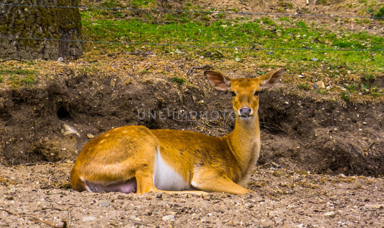 closeup portrait of a female eld's deer laying on the ground, Endangered animal specie from South Asia by charlottebleijenberg