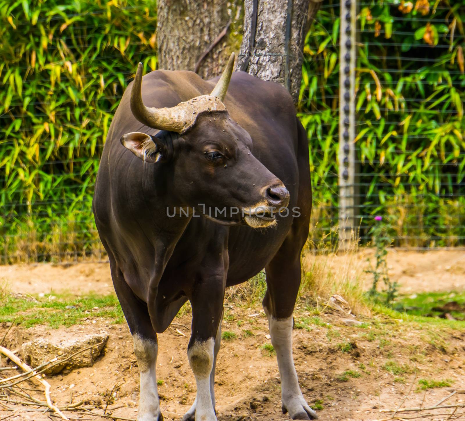 closeup portrait of a black banteng bull, Endagered cattle specie from Indonesia by charlottebleijenberg