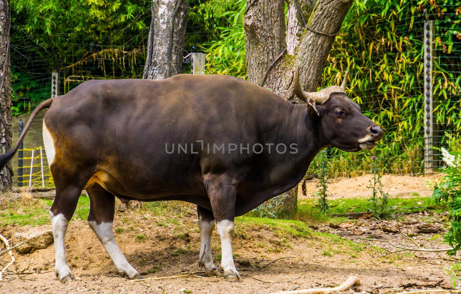 portrait of a black banteng bull in the pasture, Endangered animal specie from Indonesia