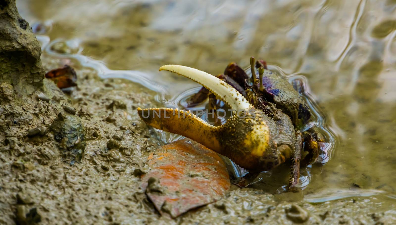 closeup portrait of a male fiddler crab with a huge claw, tropical crustacean specie by charlottebleijenberg