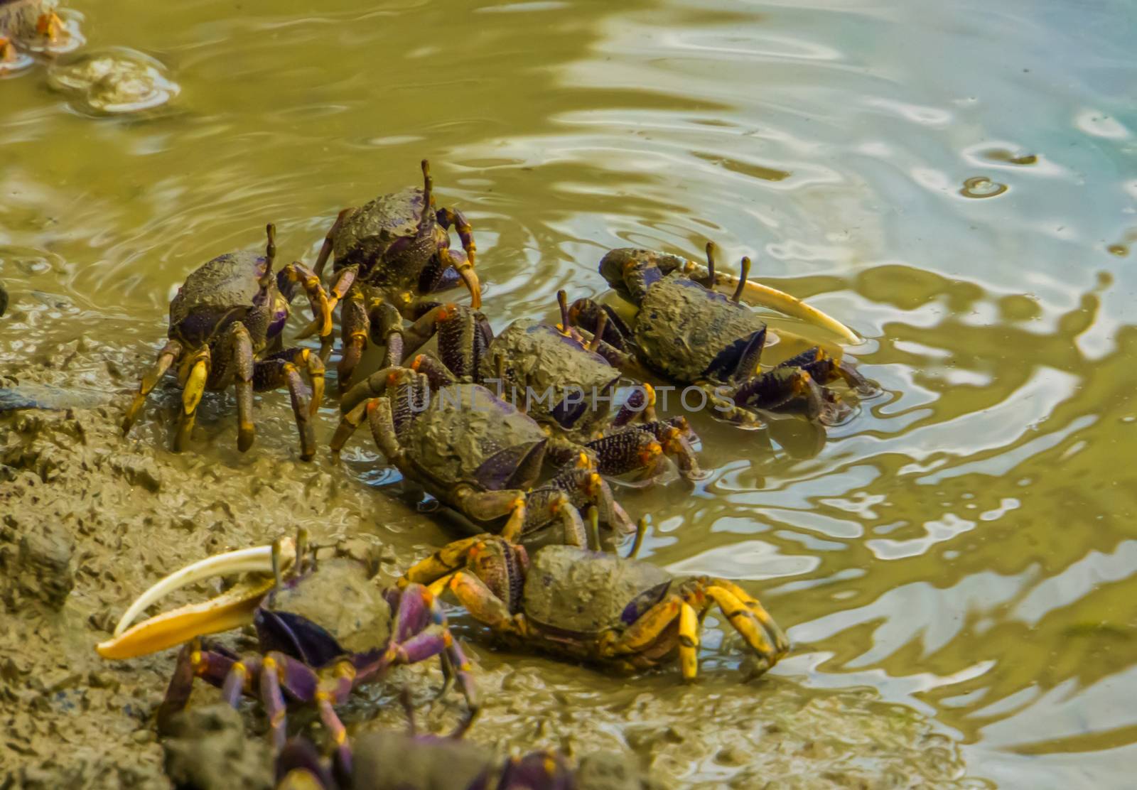 group of fiddler crabs walking in the water together, tropical crustacean specie
