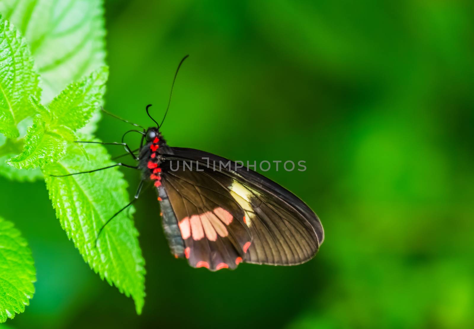 closeup of a arcas cattleheart butterfly, ventral view, tropical insect specie from America