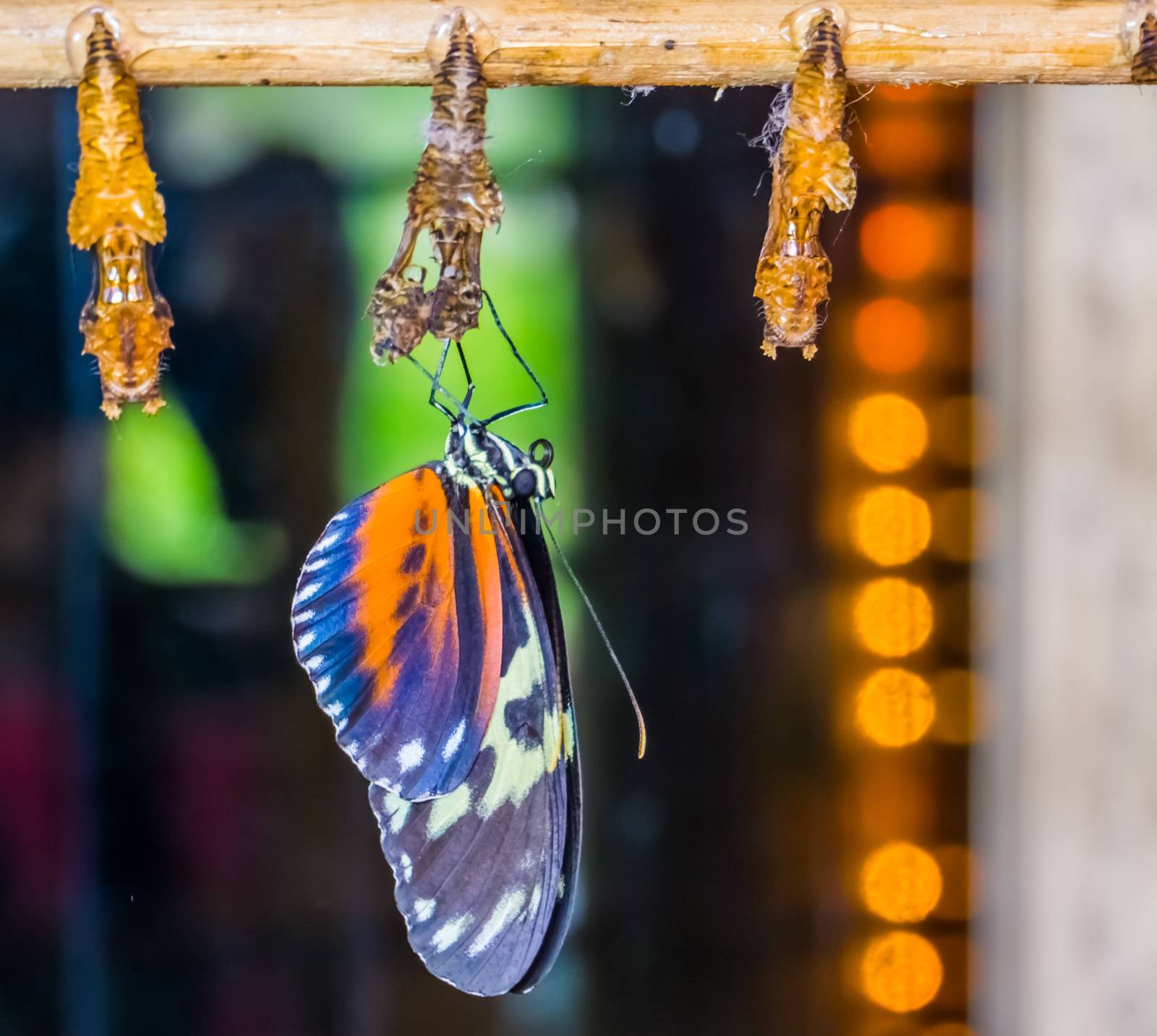closeup of a red cracker butterfly with cocoons, tropical insect specie, entomoculture background