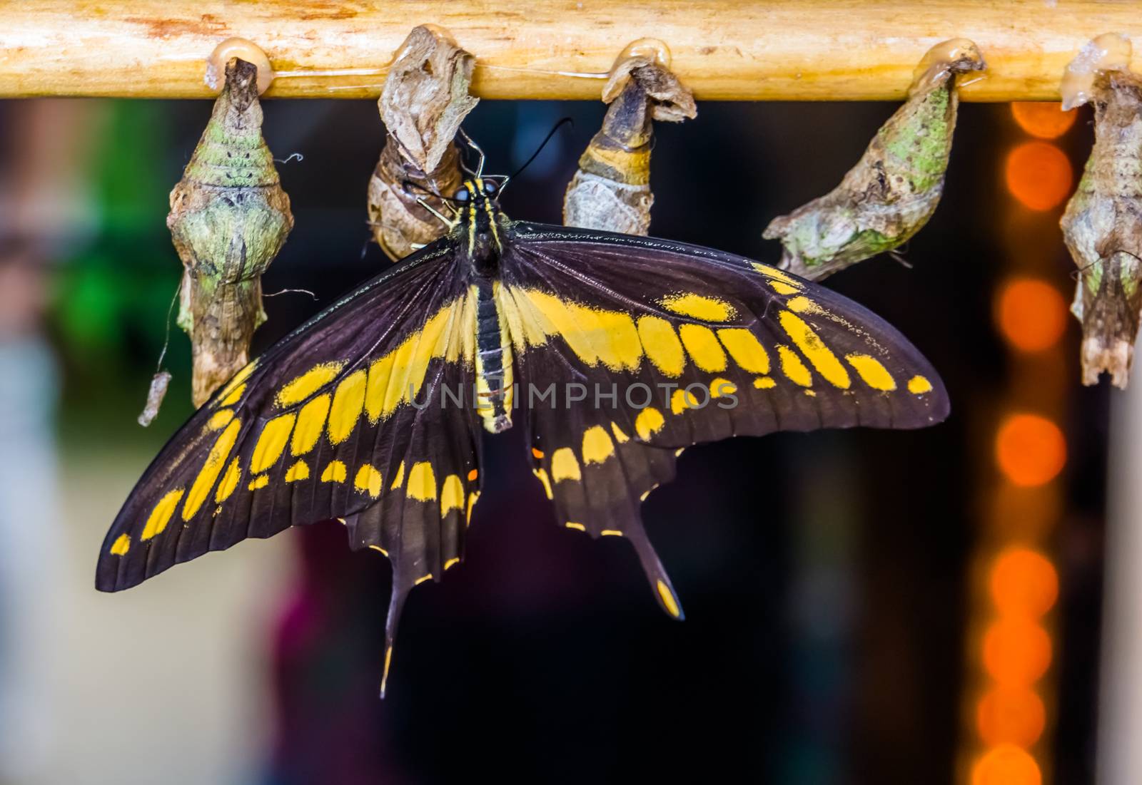 closeup of a king swallowtail butterfly with cocoons, popular pet breeding in entomoculture by charlottebleijenberg