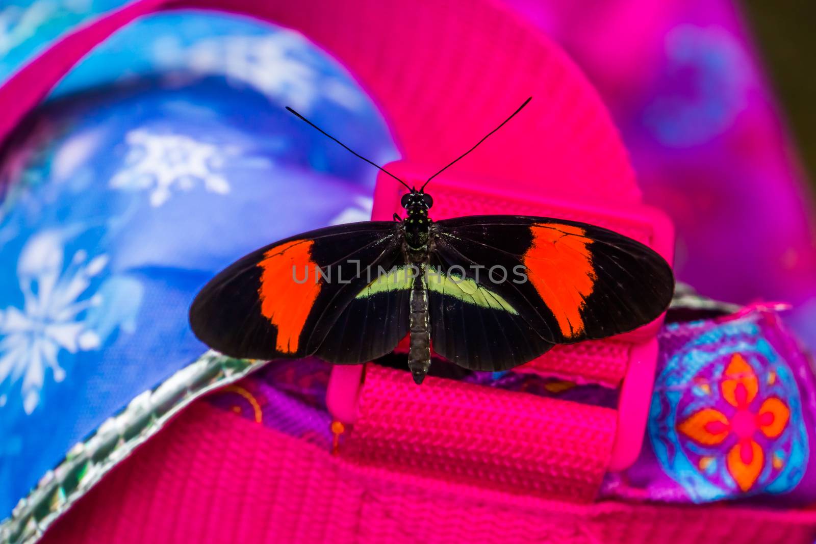 Dorsal view of a common postman butterfly sitting on a bag, tropical insect specie from America by charlottebleijenberg