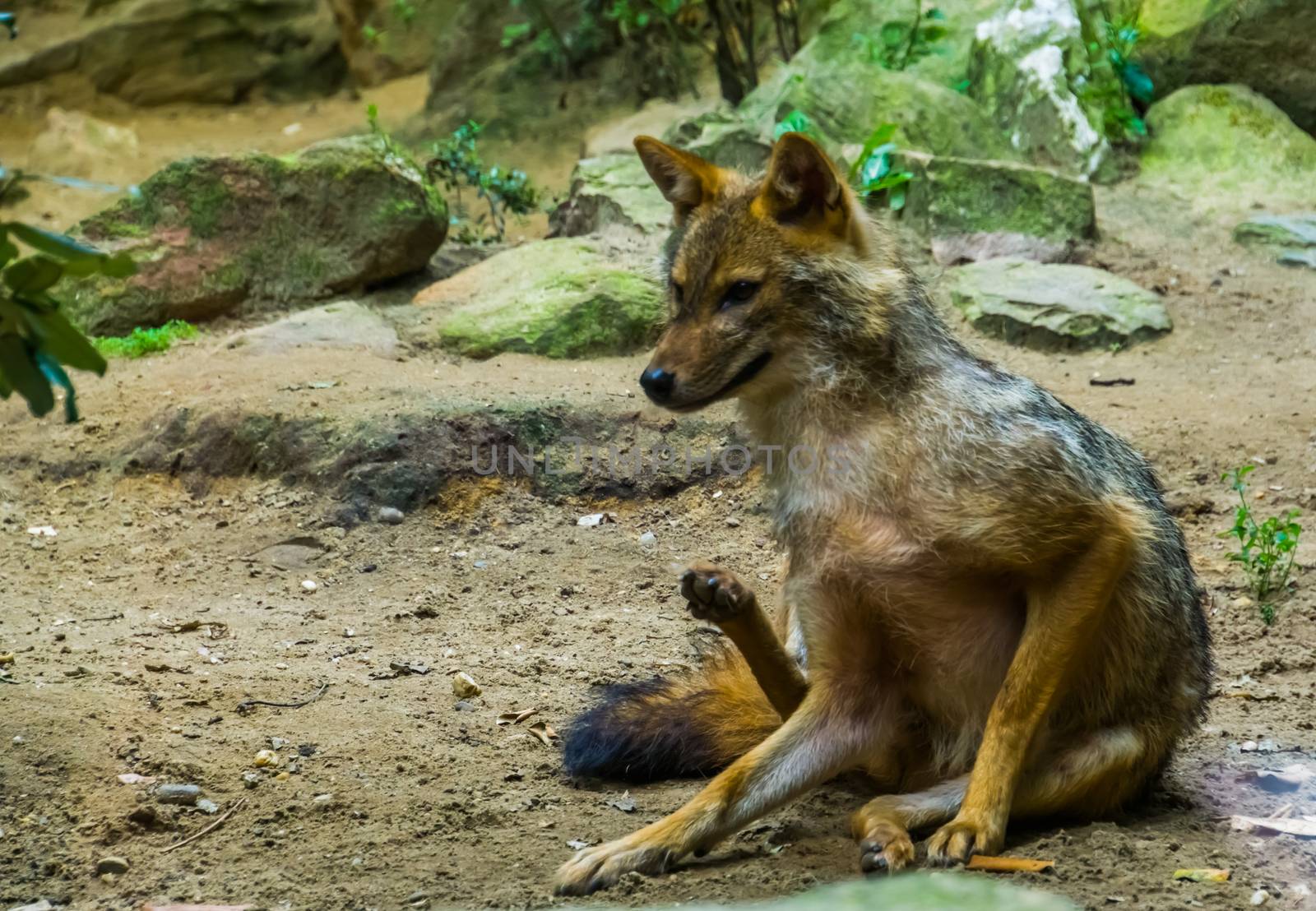 closeup of a golden jackal sitting on the ground, Wild dog specie from Eurasia