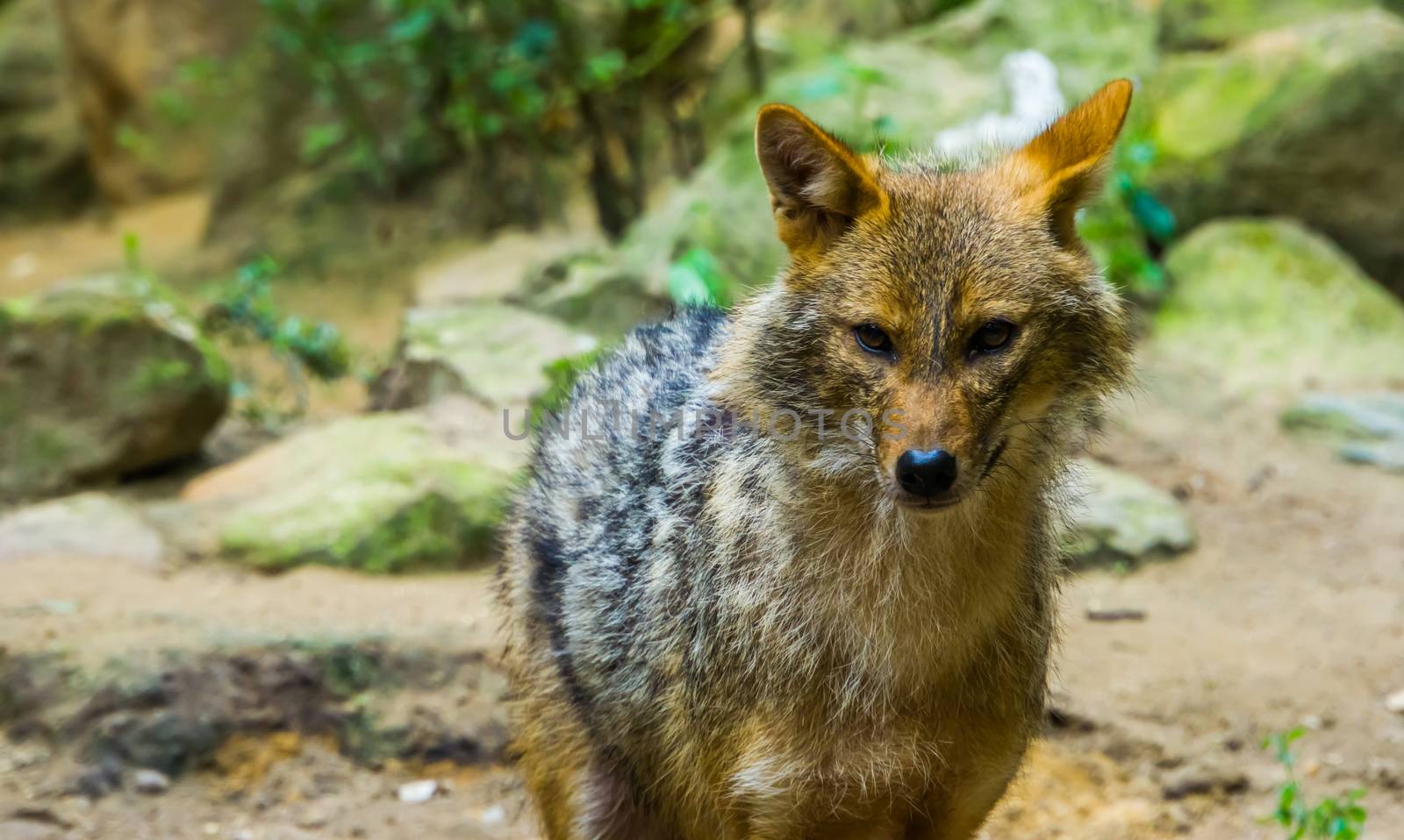 Golden jackal in closeup, wild dog specie from Eurasia