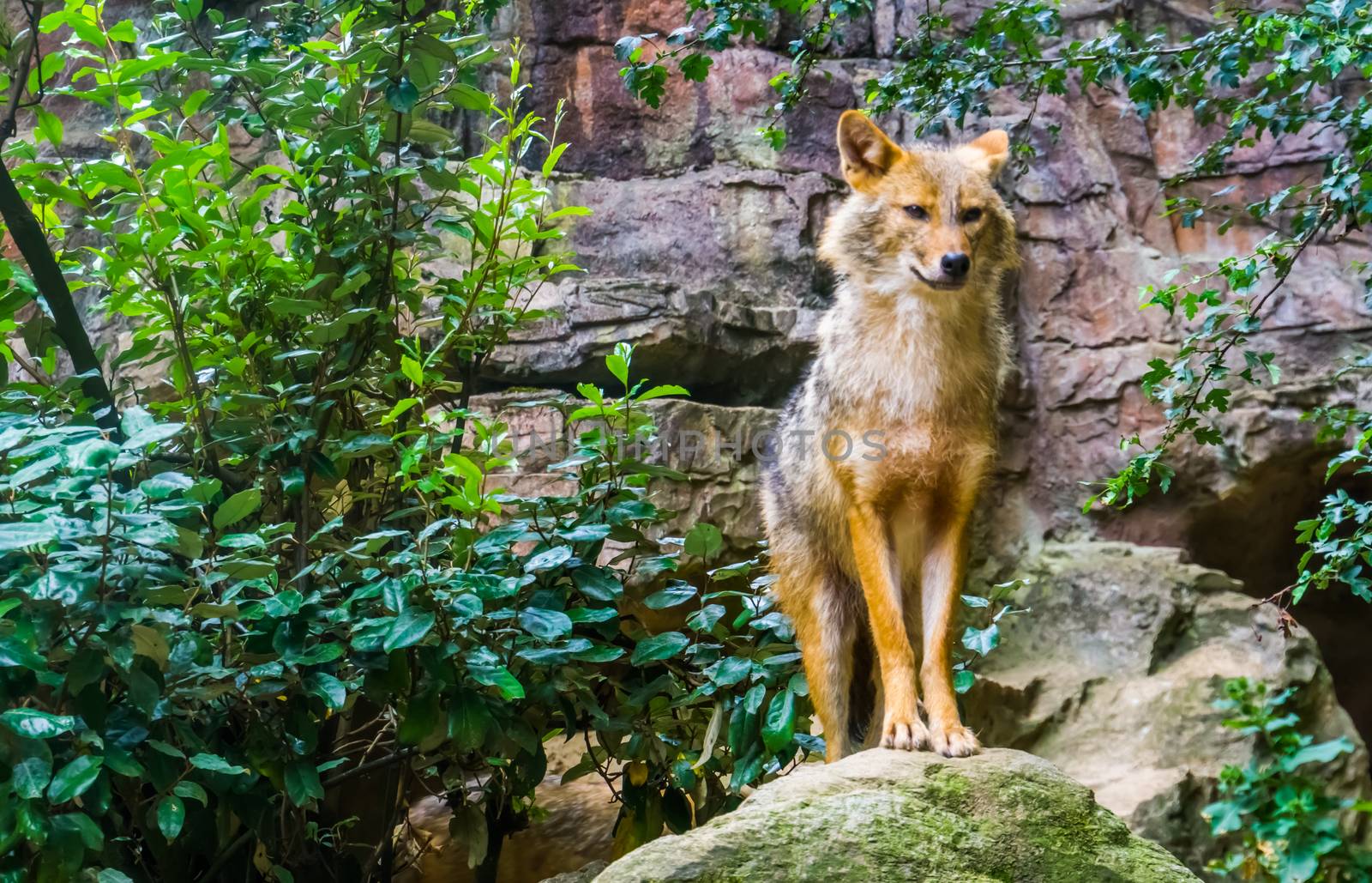 beautiful portrait of a golden jackal standing on a rock, wild dog specie from Eurasia by charlottebleijenberg