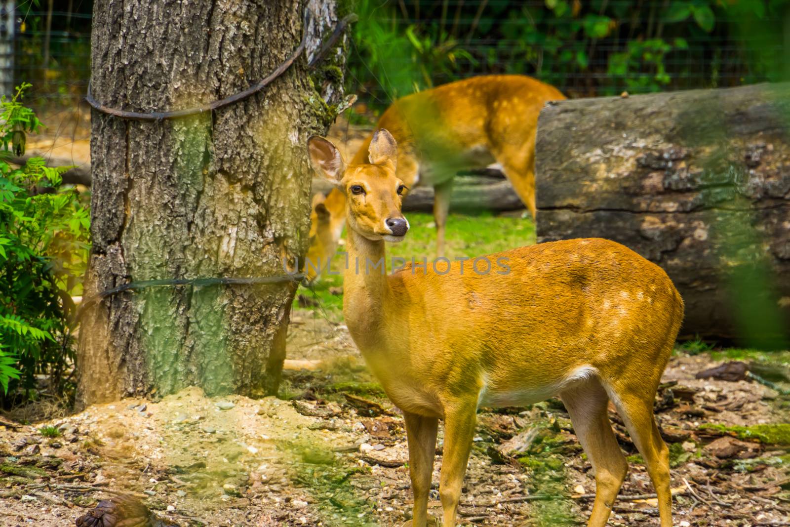 female eld's deer in closeup, Endangered animal specie from South Asia by charlottebleijenberg