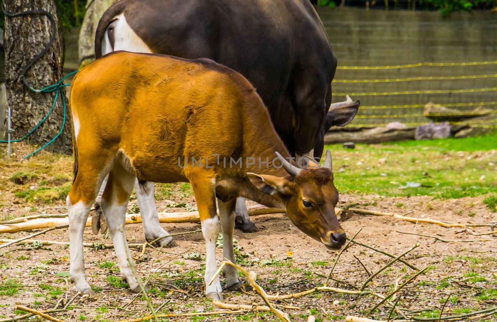 Java banteng cow in closeup, Endagered animal specie from Indonesia