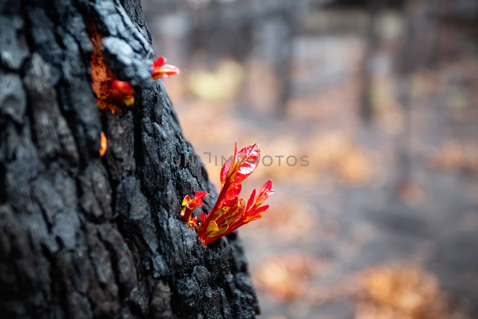 Small leaves burst forth from a tree trunk after bush fire by lovleah