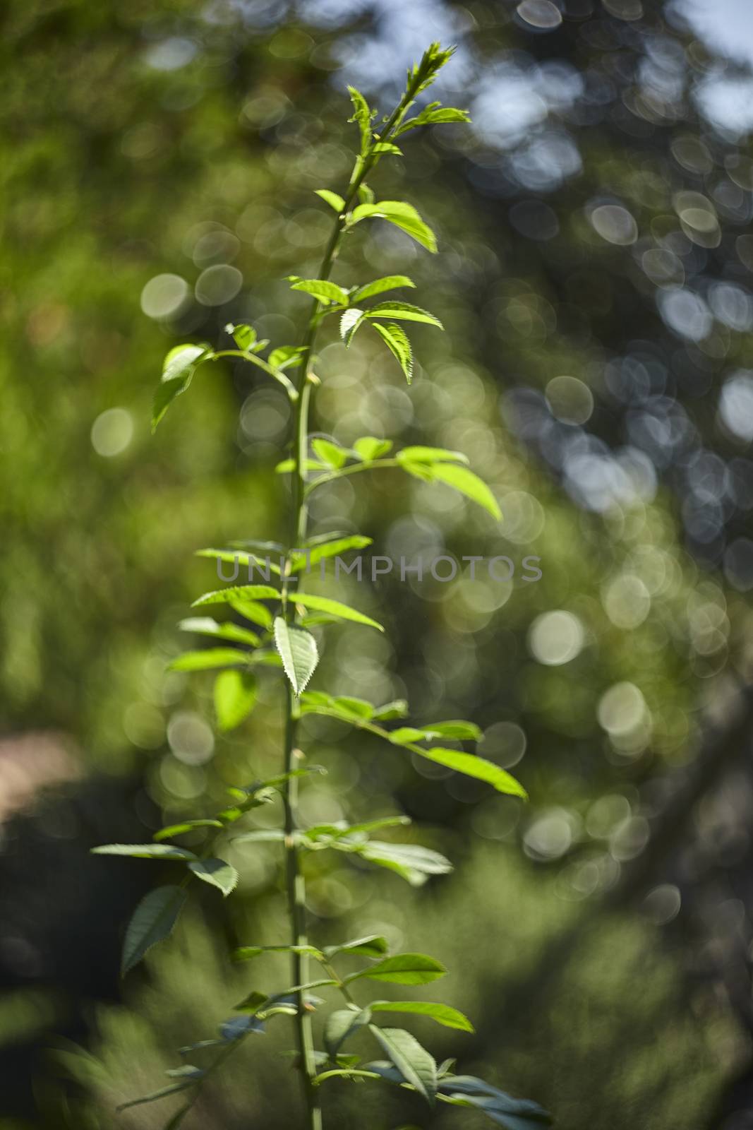 Green twig and undergoing growth of the rosewood plant taken under the autumnal sunlight with blurred background with a magical bokeh ...