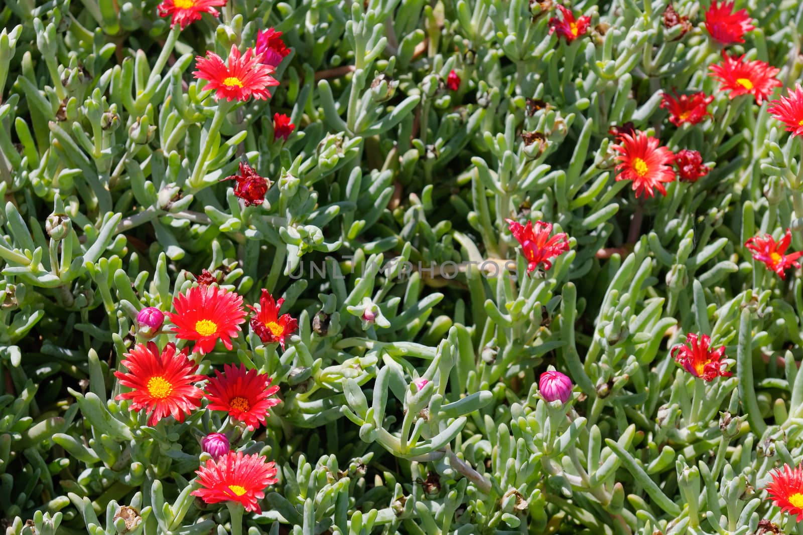 Mesembryanthemums flowering in Funchal madeira by phil_bird