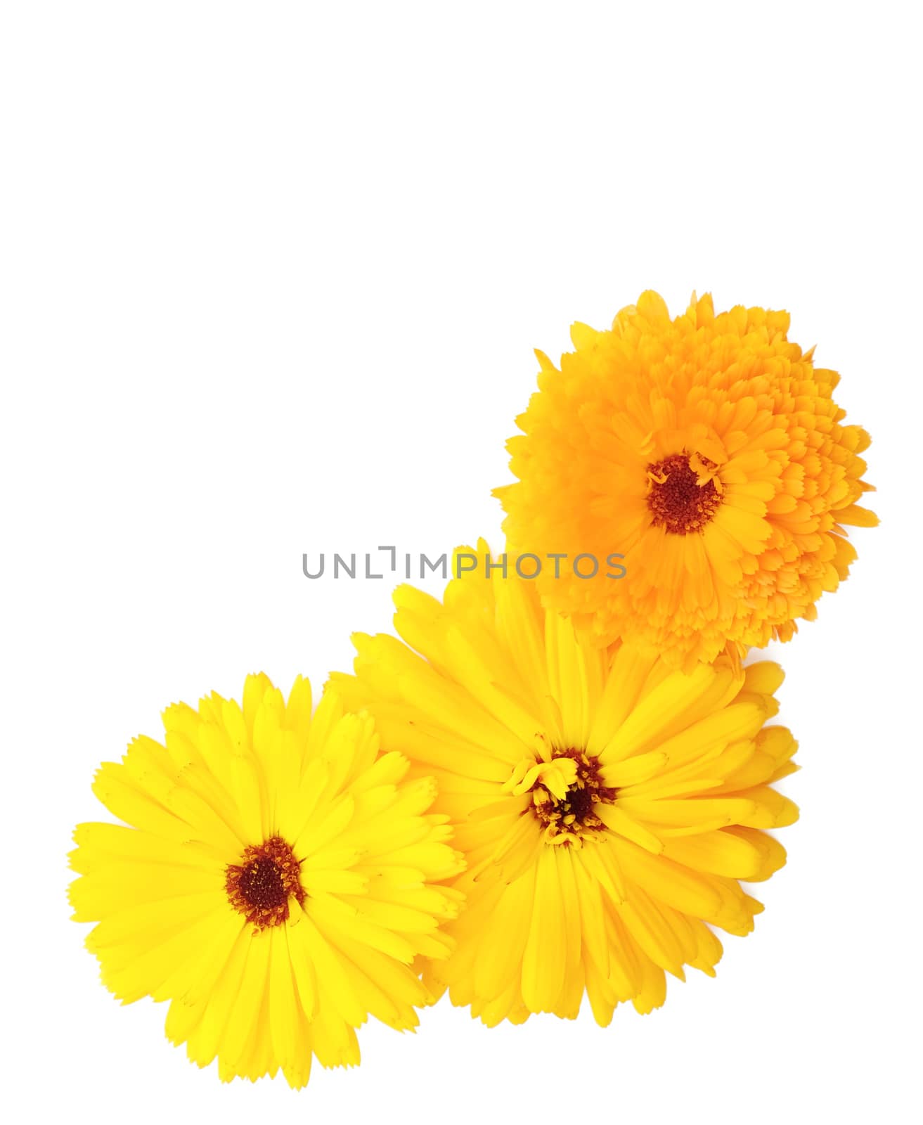 Three yellow and orange calendula flowers in the corner of a white background with copy space