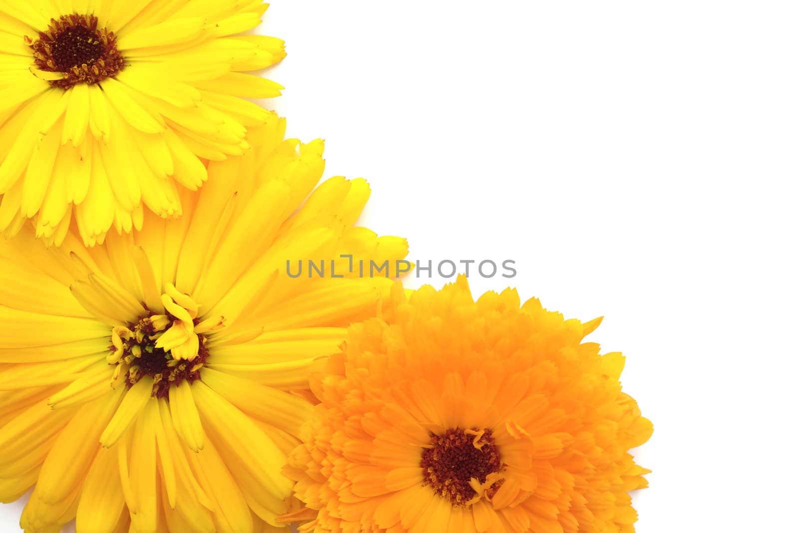 Bright yellow and orange calendula flowers overlap on white background with copy space