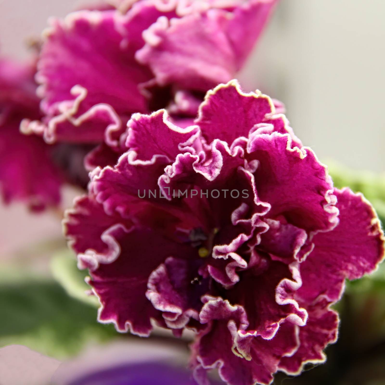 Beautiful Saintpaulia or Uzumbar violet. Purple indoor flowers close-up. Natural floral background.