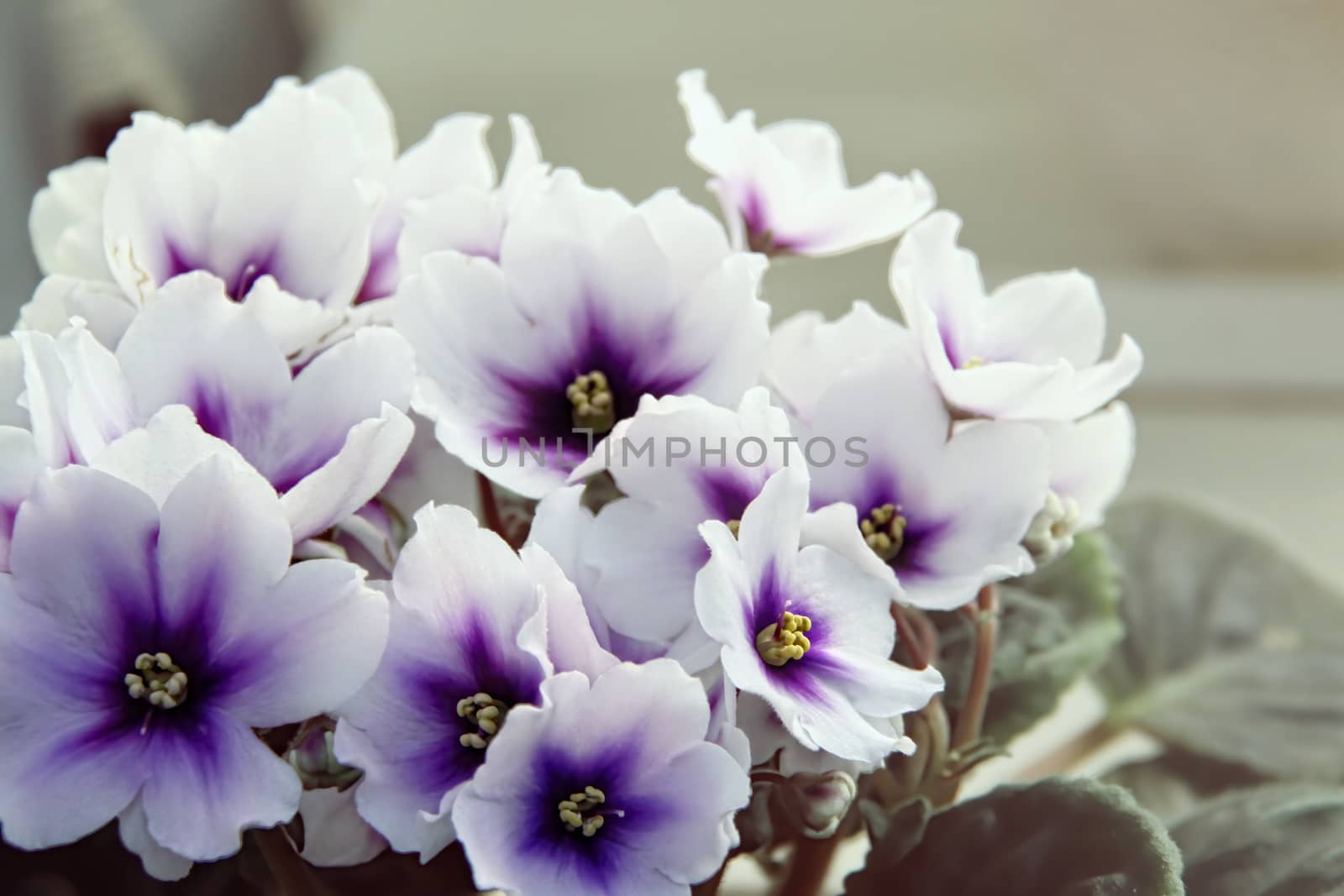 Beautiful Saintpaulia or Uzumbar violet. White indoor flowers close-up. Natural floral background.