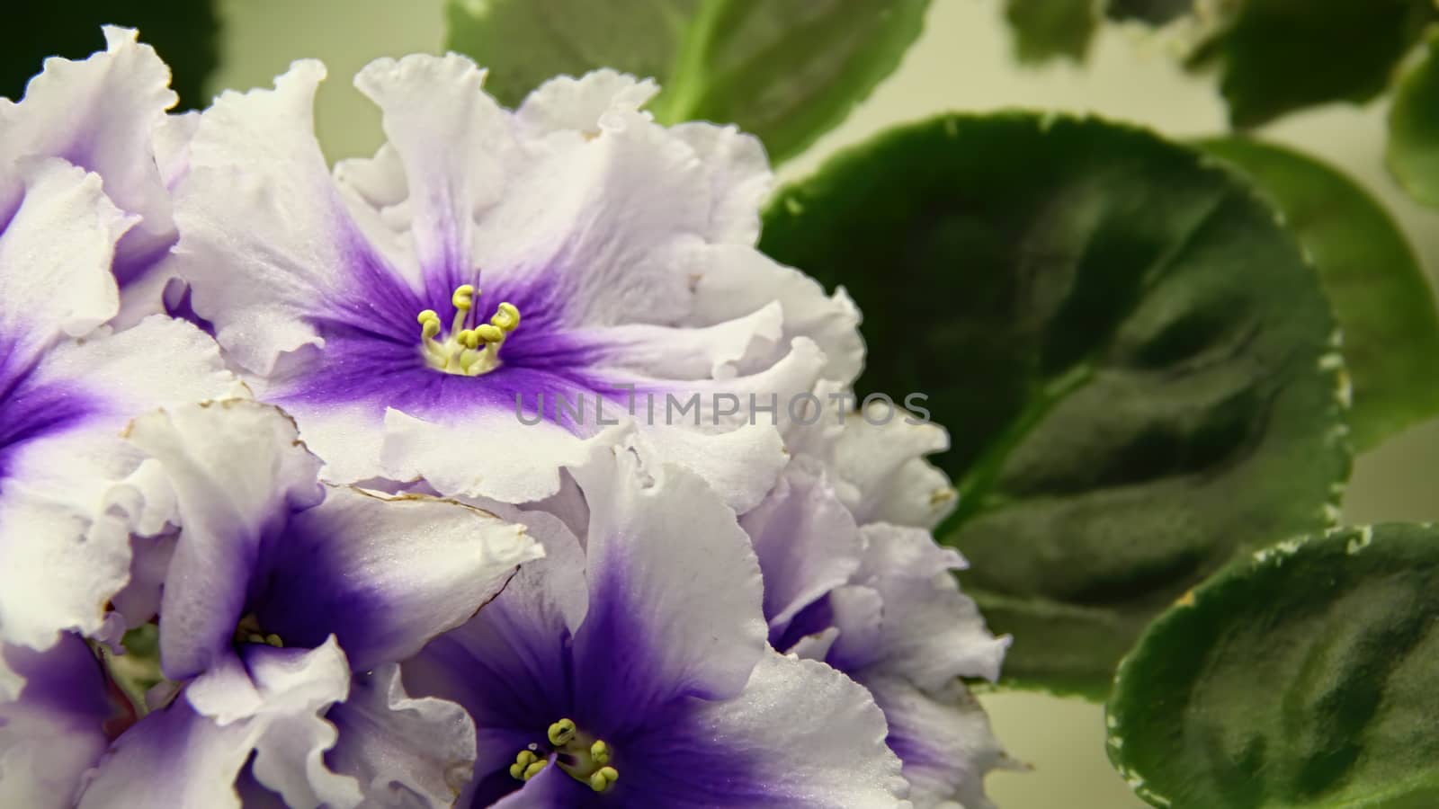 Beautiful Saintpaulia or Uzumbar violet. White indoor flowers close-up. Natural floral background.