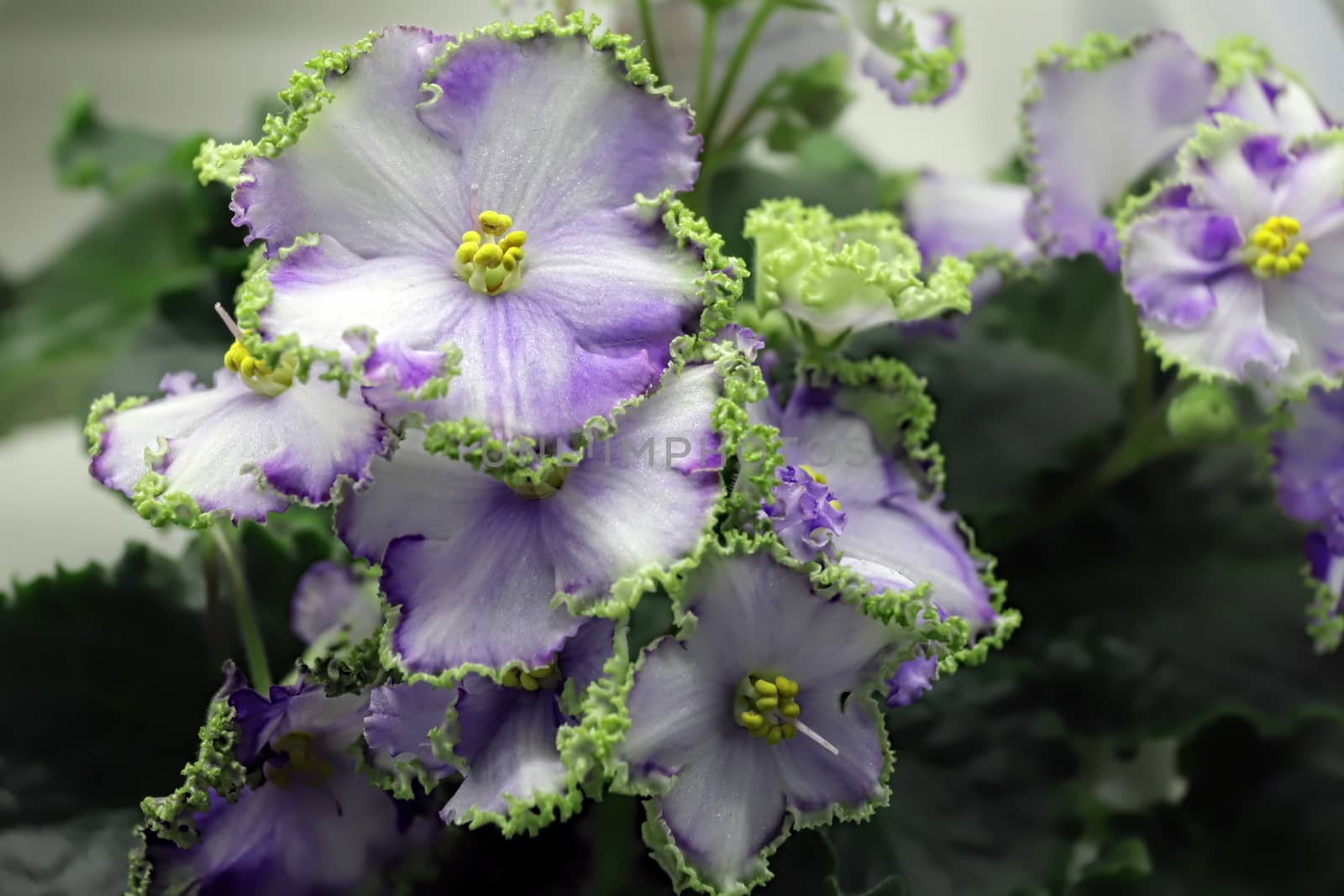 Beautiful Saintpaulia or Uzumbar violet. White indoor flowers close-up. Natural floral background for happy birthday, mother's day, women's day, anniversary, wedding invitation