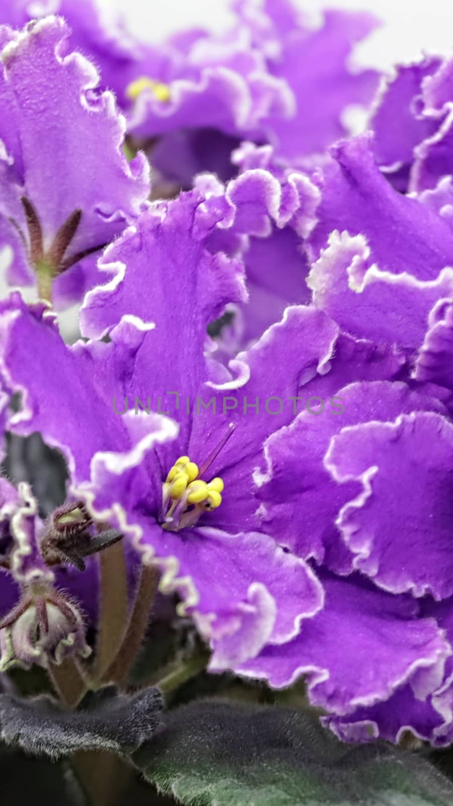 Beautiful Saintpaulia or Uzumbar violet. Purple indoor flowers close-up. Natural floral background for happy birthday, mother's day, women's day, anniversary, wedding invitation
