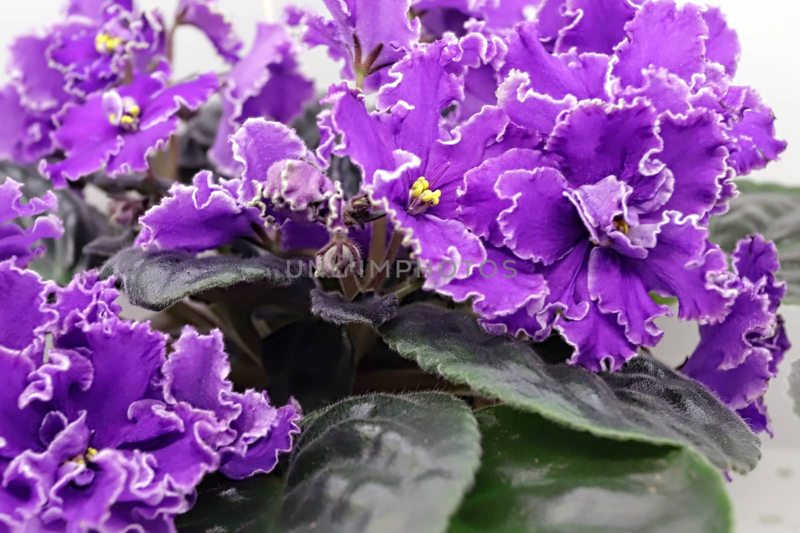 Beautiful Saintpaulia or Uzumbar violet. Purple indoor flowers close-up. Natural floral background for happy birthday, mother's day, women's day, anniversary, wedding invitation