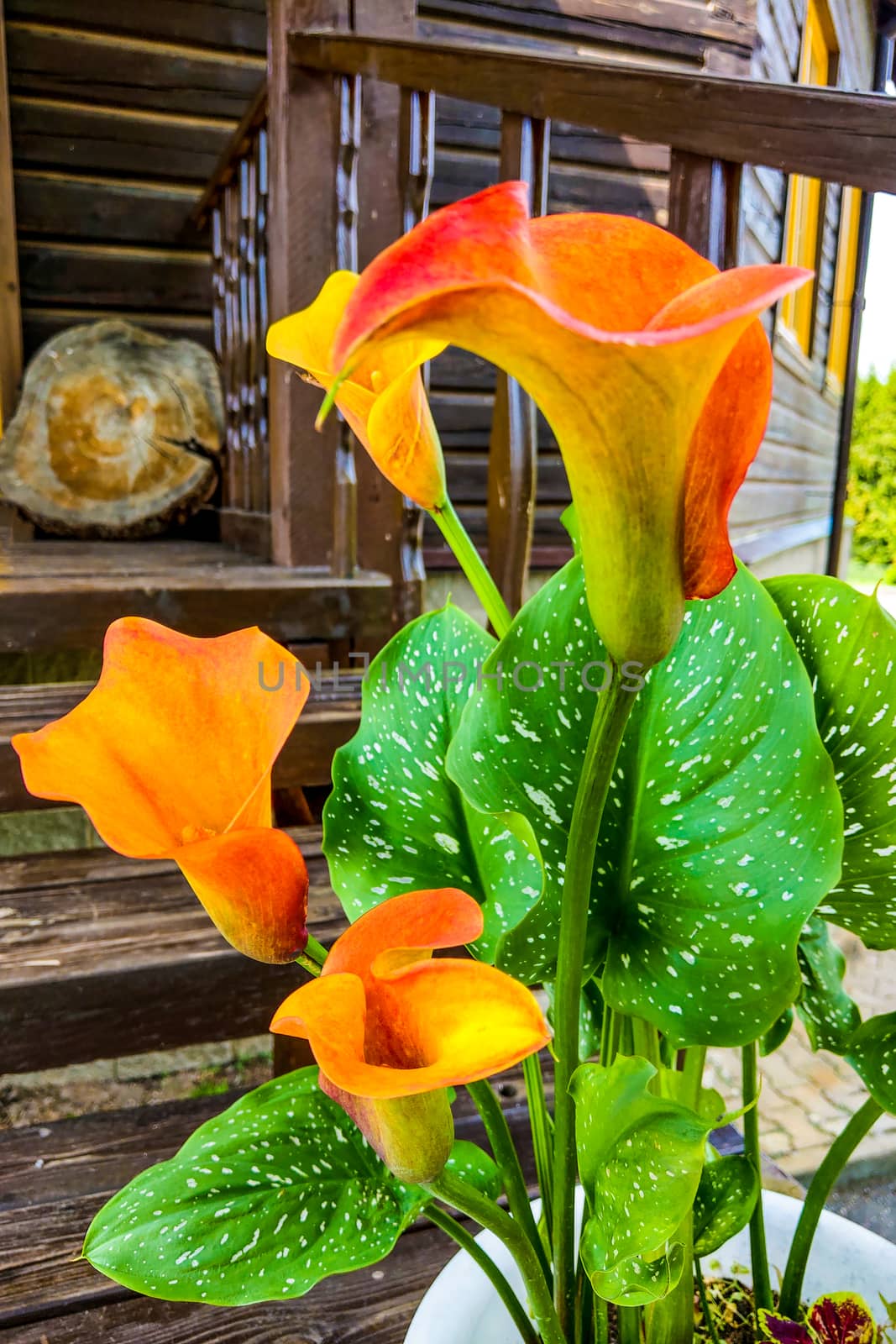 Orange Calla Lilies on plants in the garden