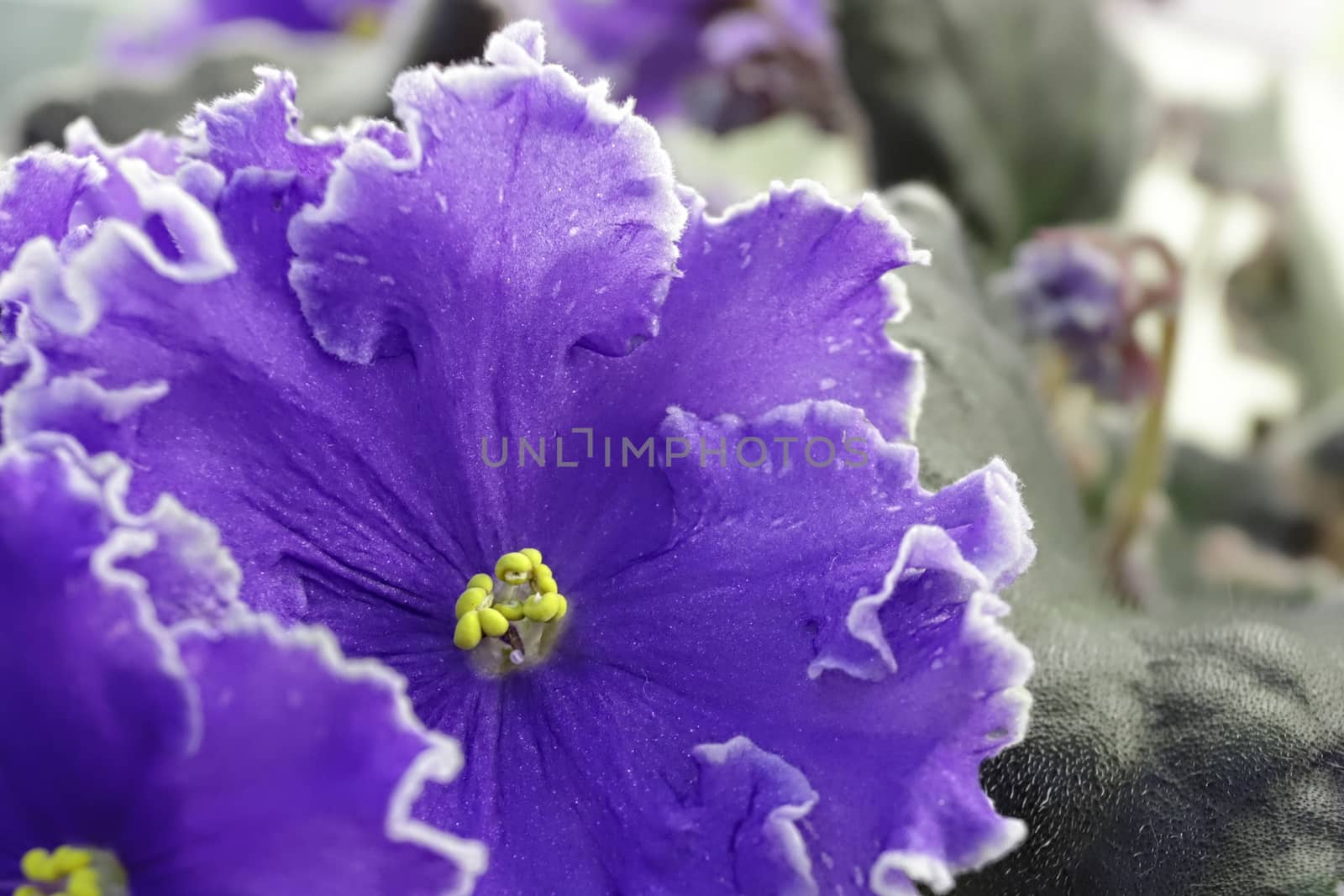 Beautiful Saintpaulia or Uzumbar violet. Violet indoor flowers close-up. Natural floral background for happy birthday, mother's day, women's day, anniversary, wedding invitation